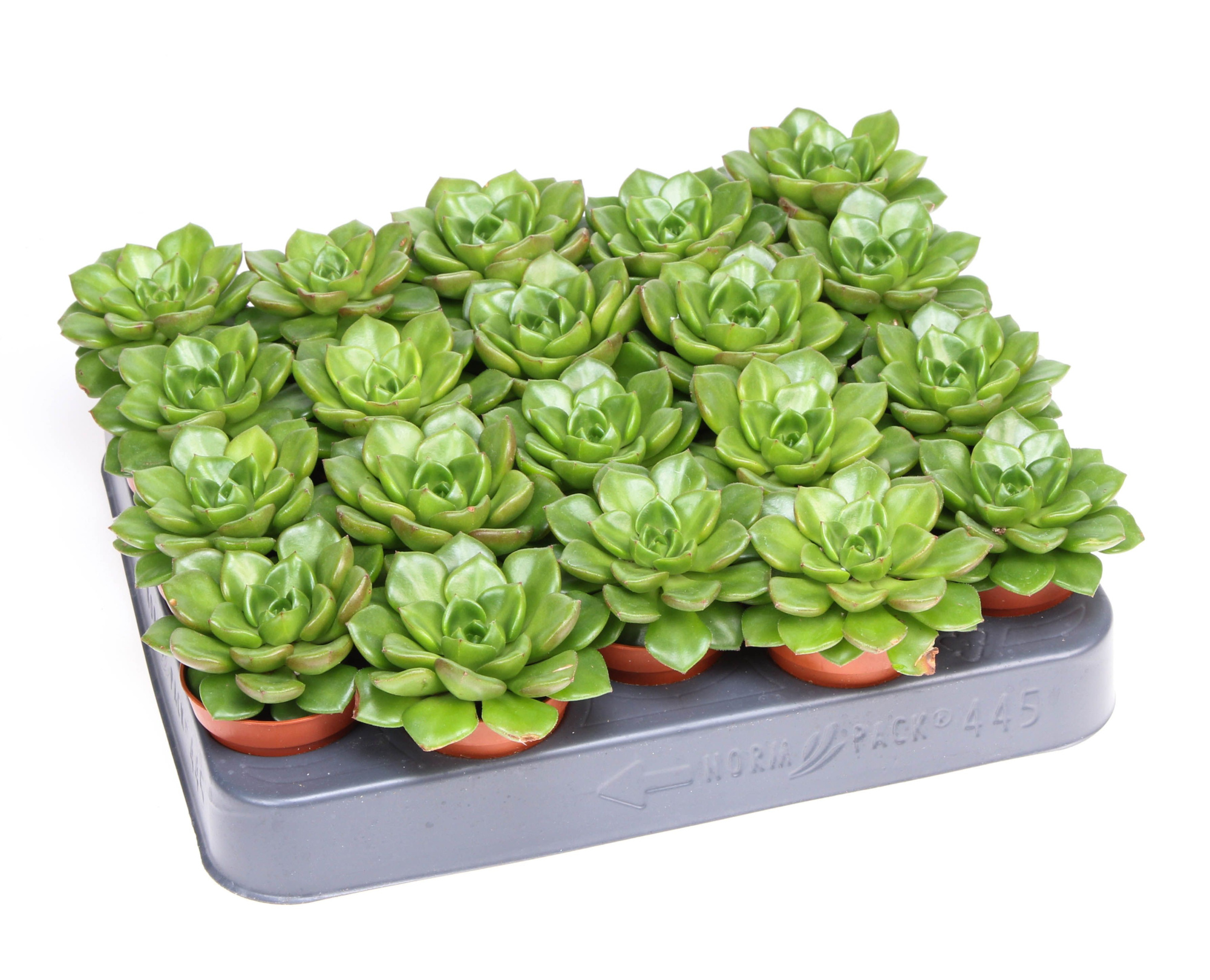 Echeveria multicaulus, D 5,5 cm