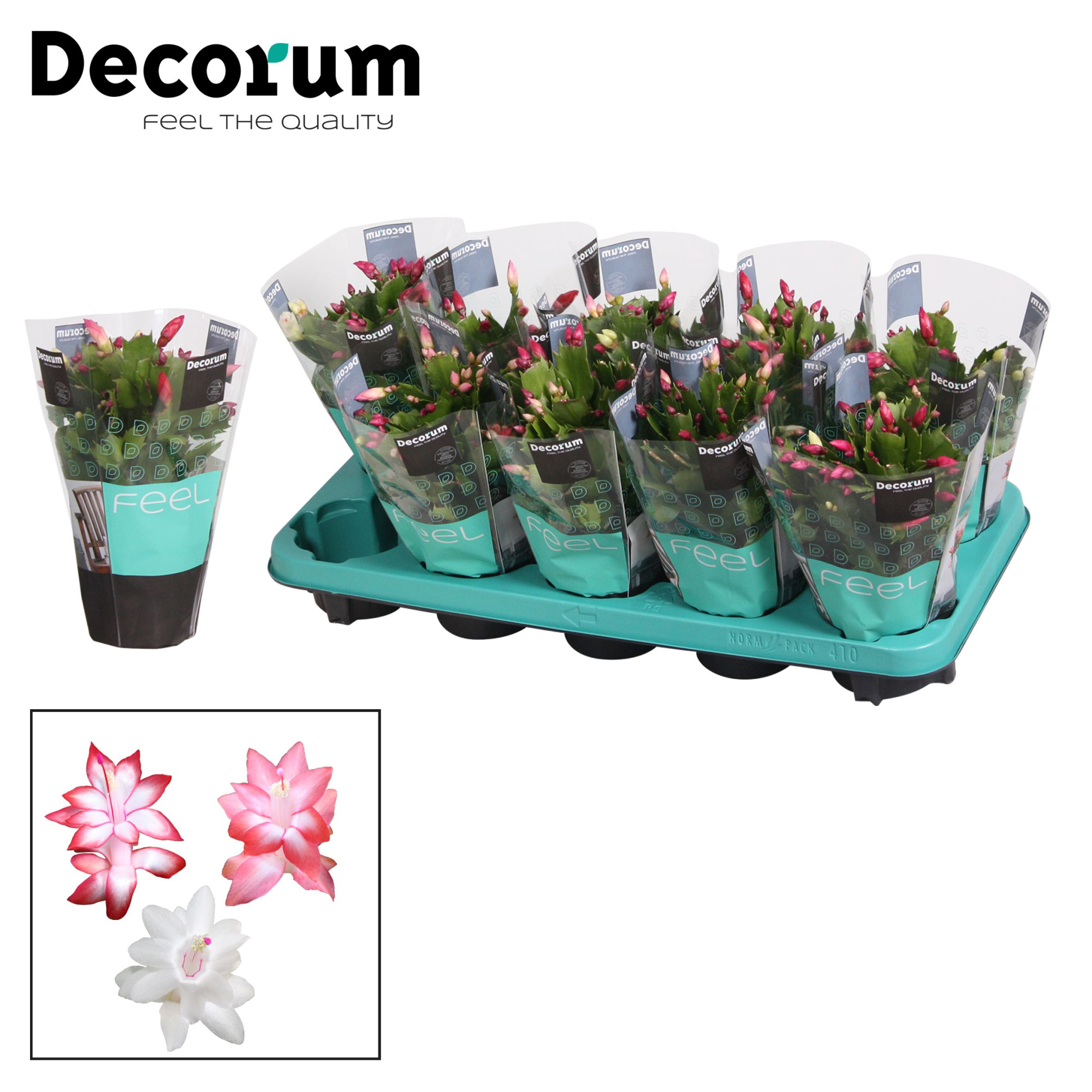 Schlumbergera - 10,5 cm - TRICOLORE (pink/red/white) - Decorum, D 10,5