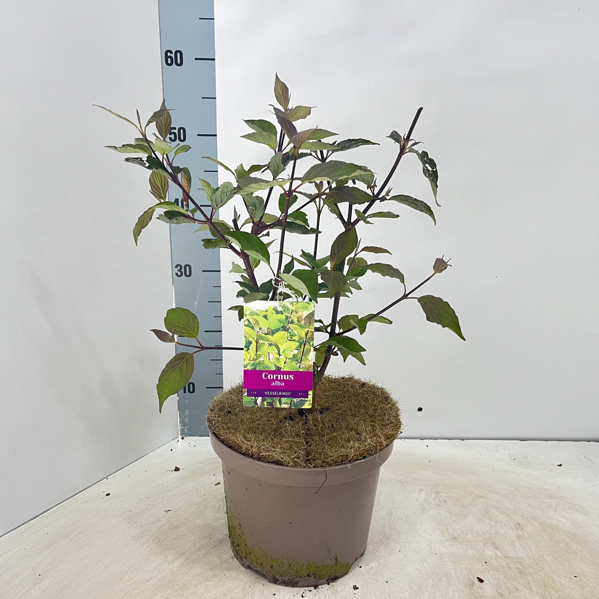 Cornus alba 'Kesselringii', D 23 cm