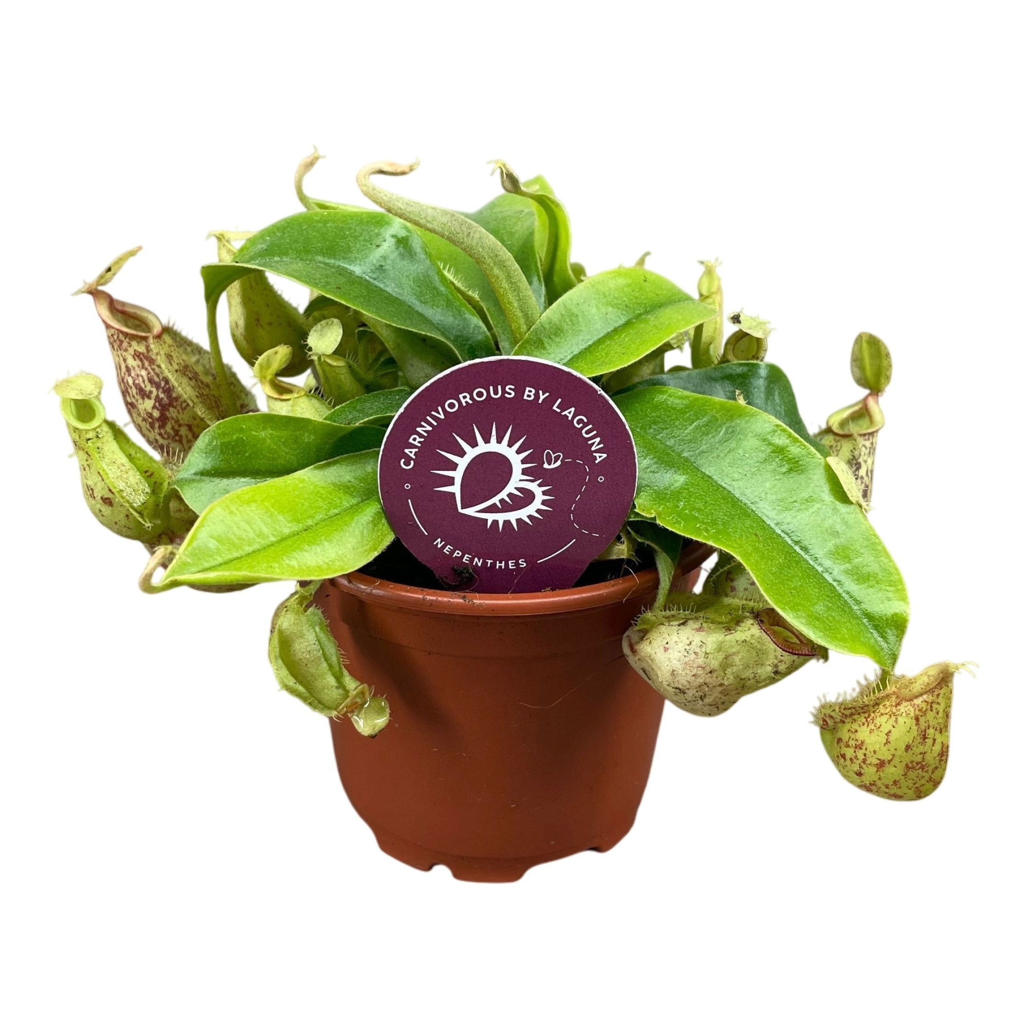 Nepenthes Hookeriana 8,5 cm, D 8,5