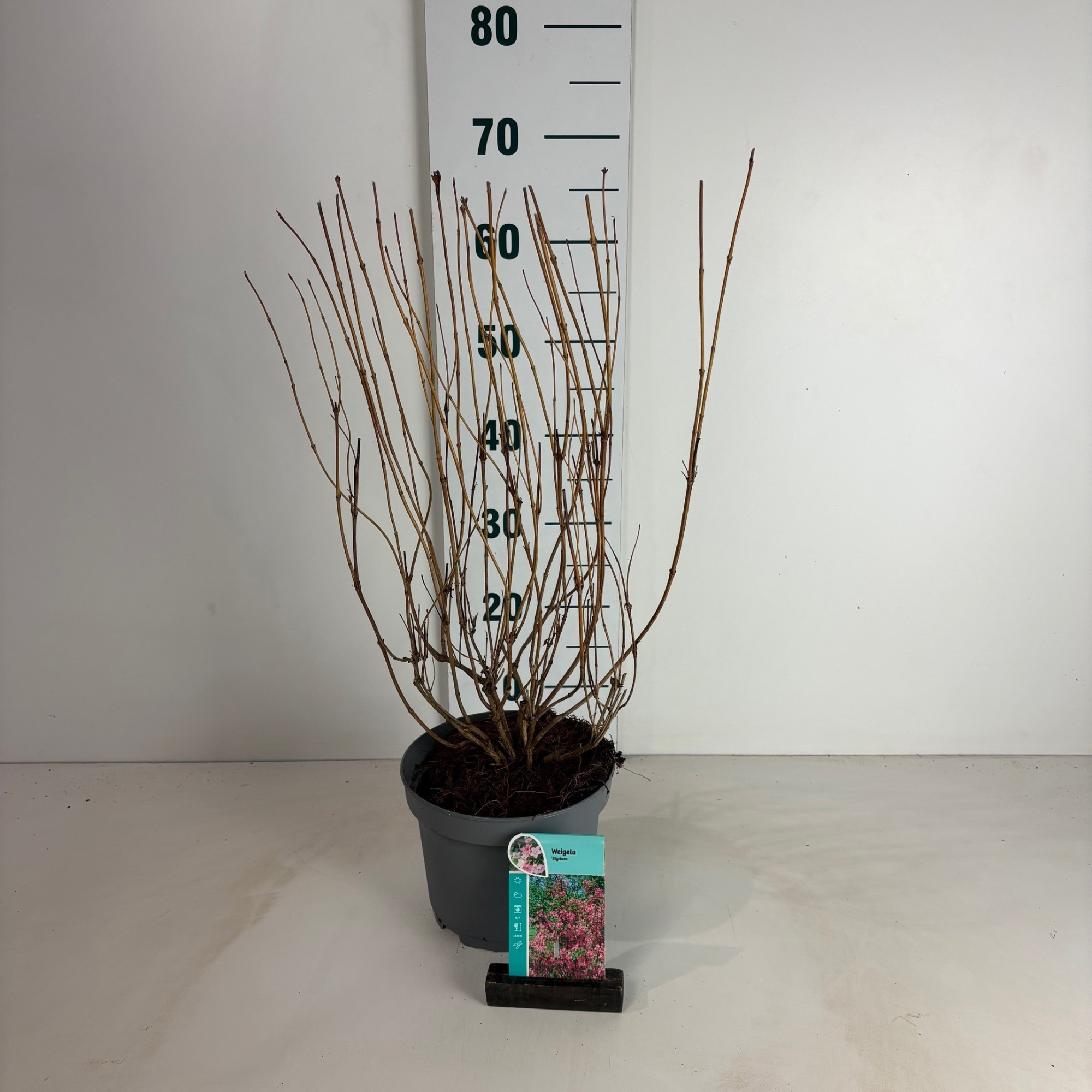 Weigela Styriaca, D 20