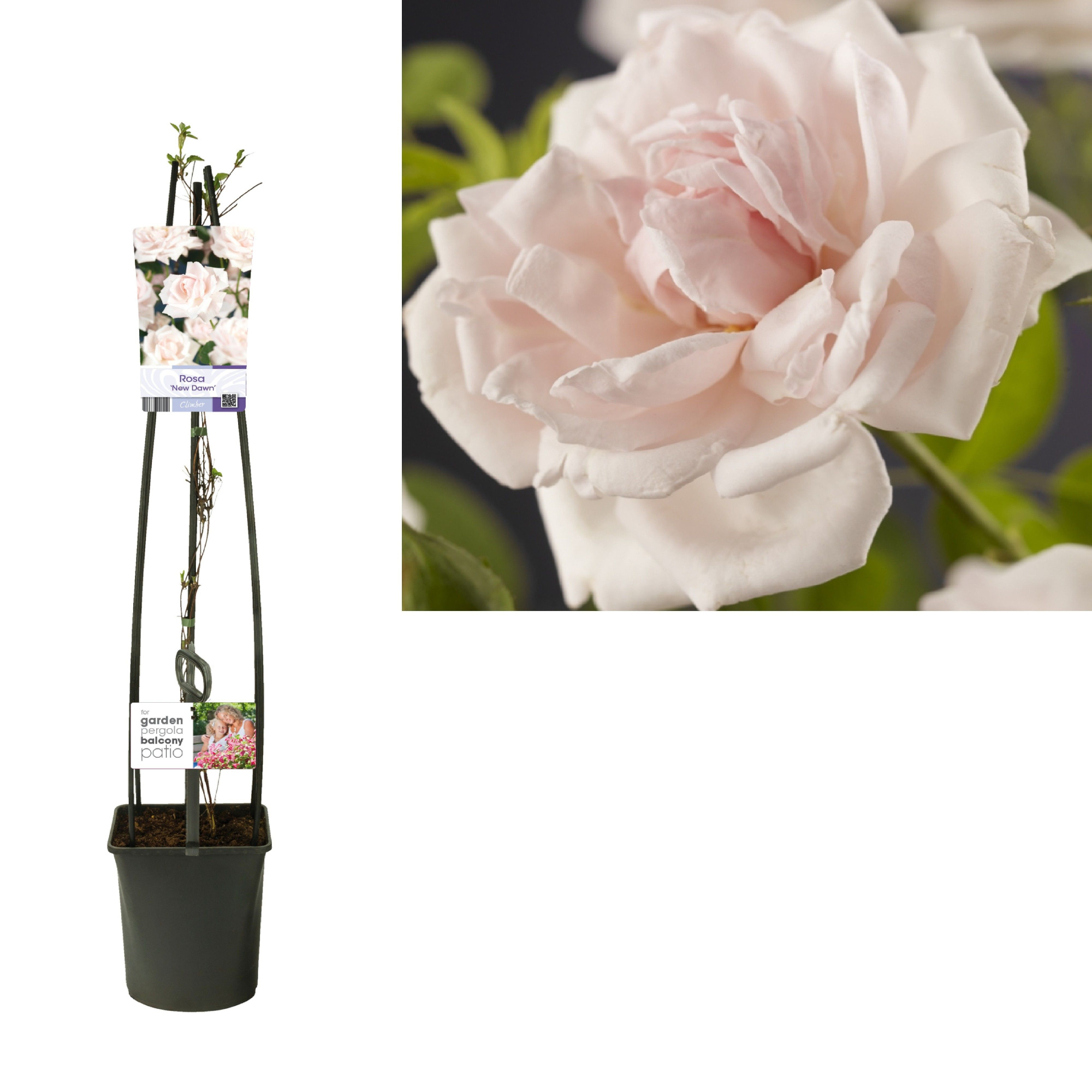 Rosa 'New Dawn' +light label, D 23 cm