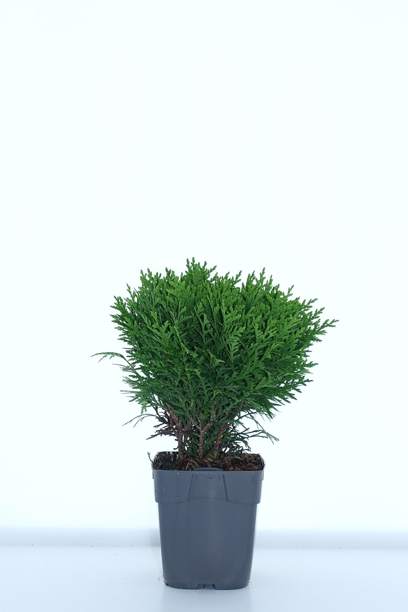 Thuja occ. 'Danica'1 liter, D 12
