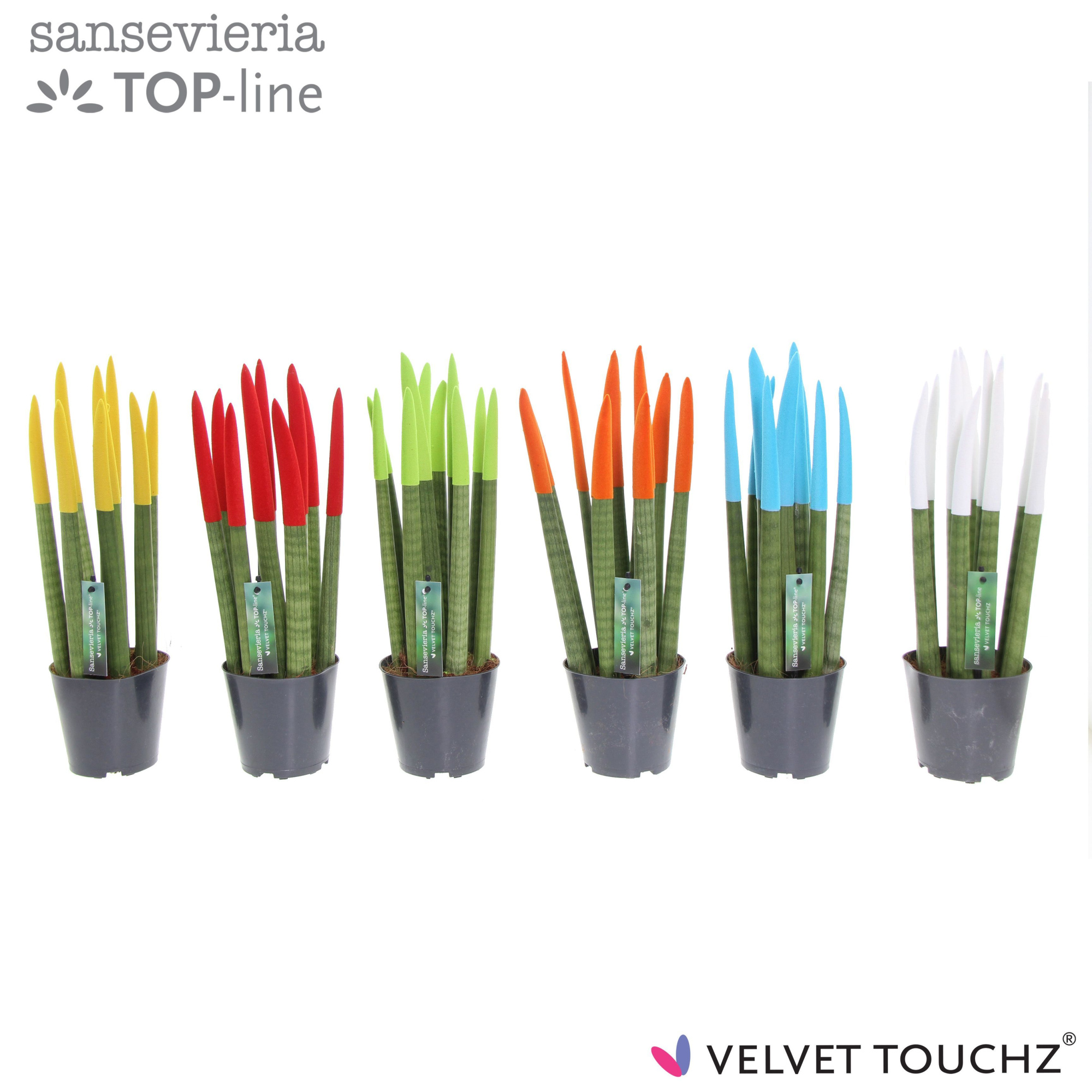 Sansevieria VELVET TOUCHZ® Mix P12, D 12 cm