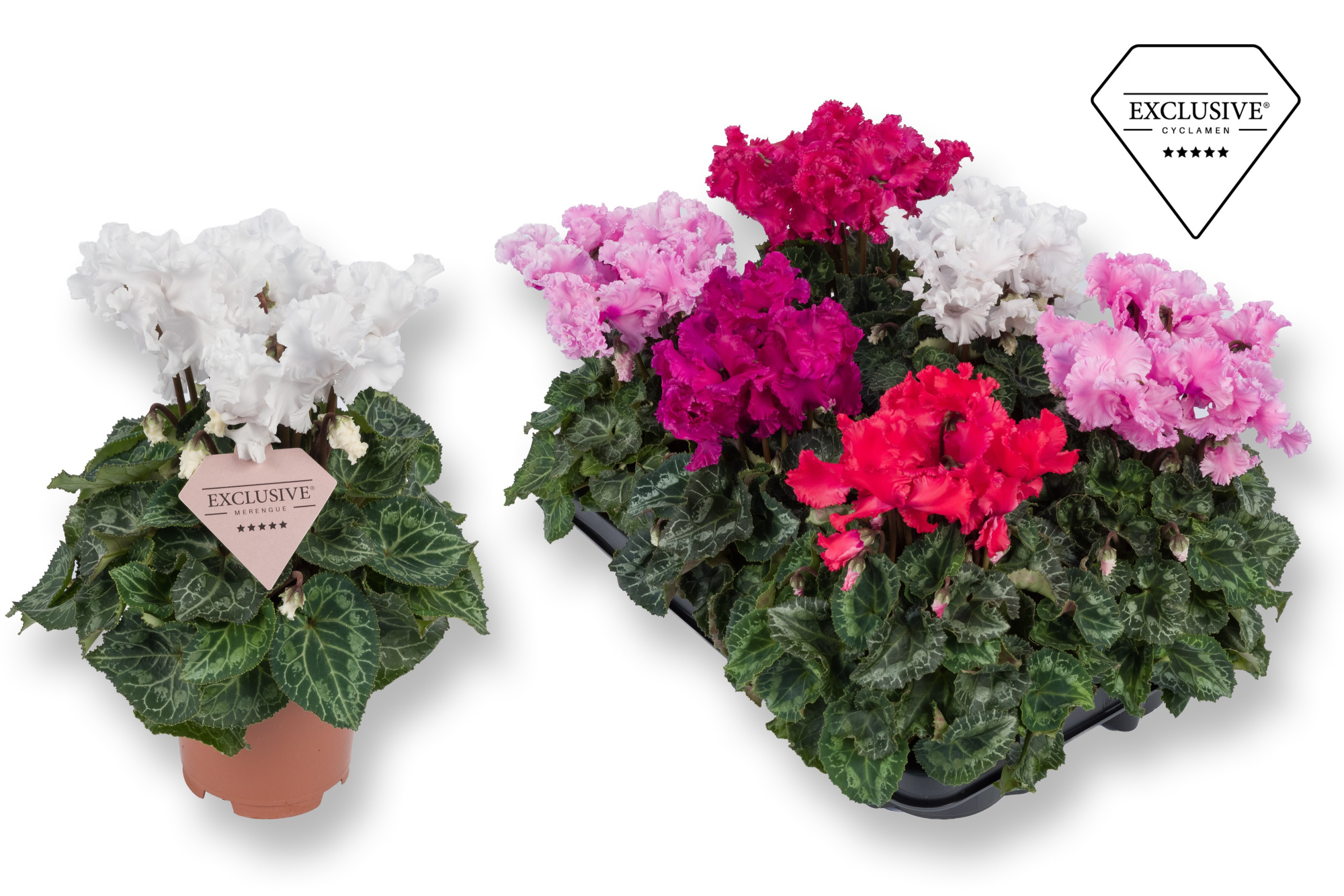 Cyclamen Exclusive® Merengue Mix, D 10,5