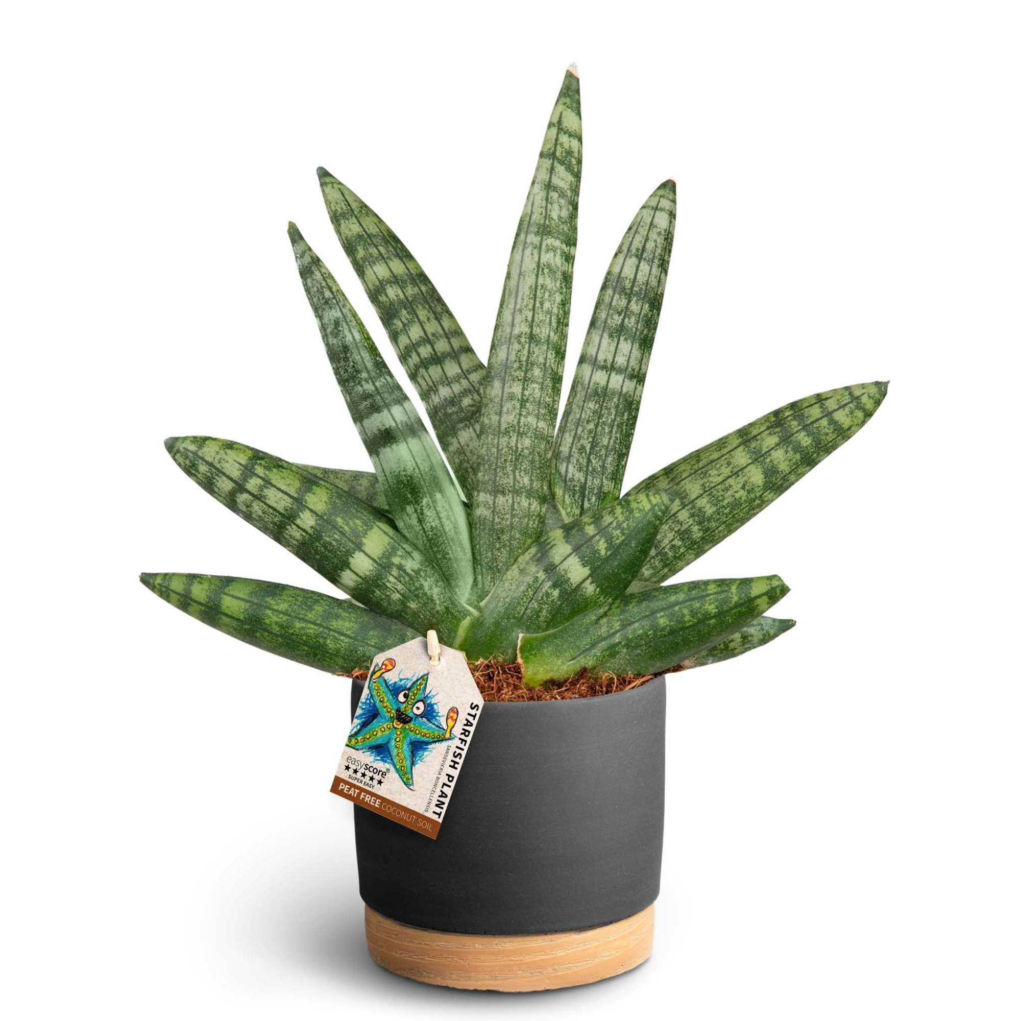 Woodbase Liquorice, Sansevieria Boncellensis, D 12