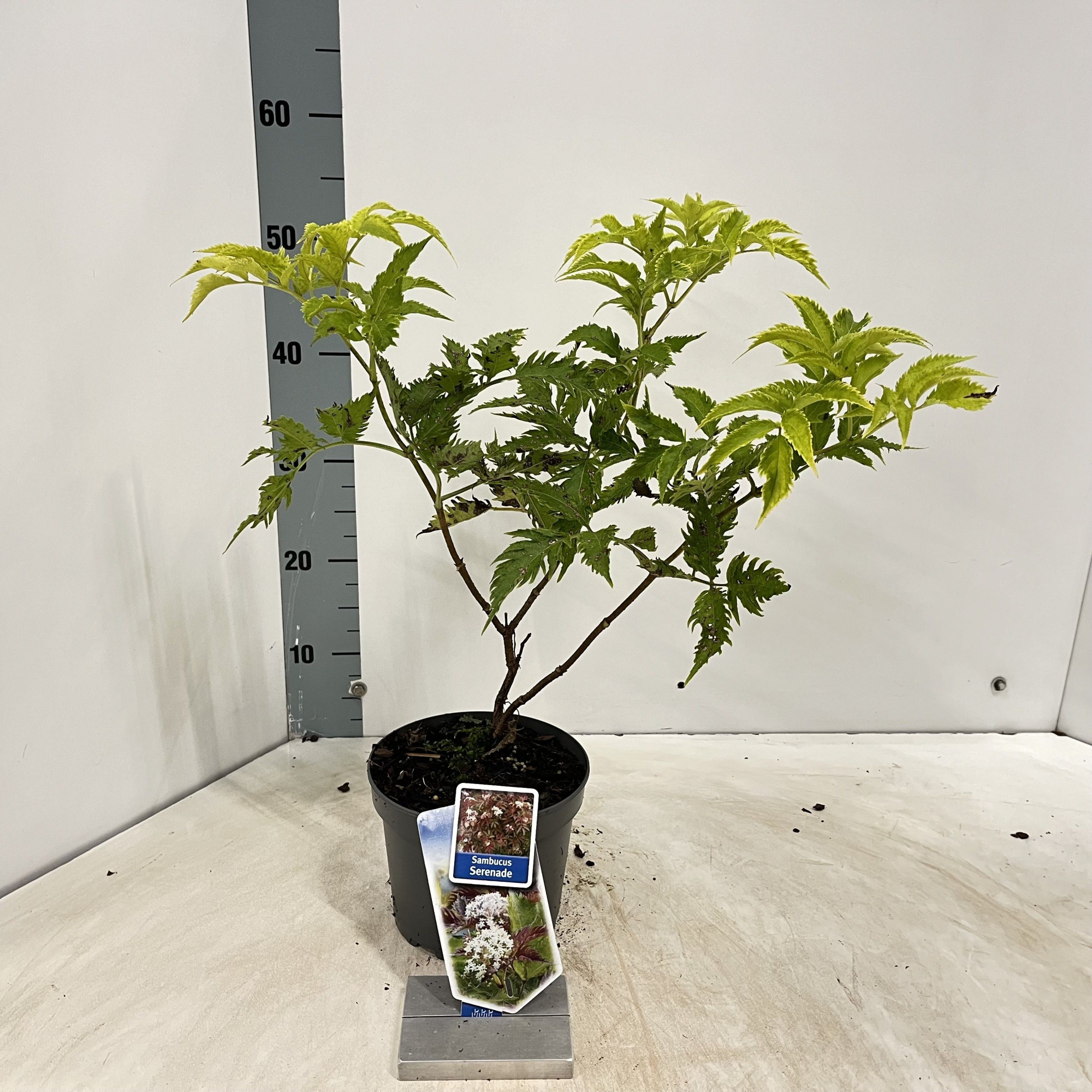 Sambucus nigra Serenade ('Jonade'PBR), D 17 cm