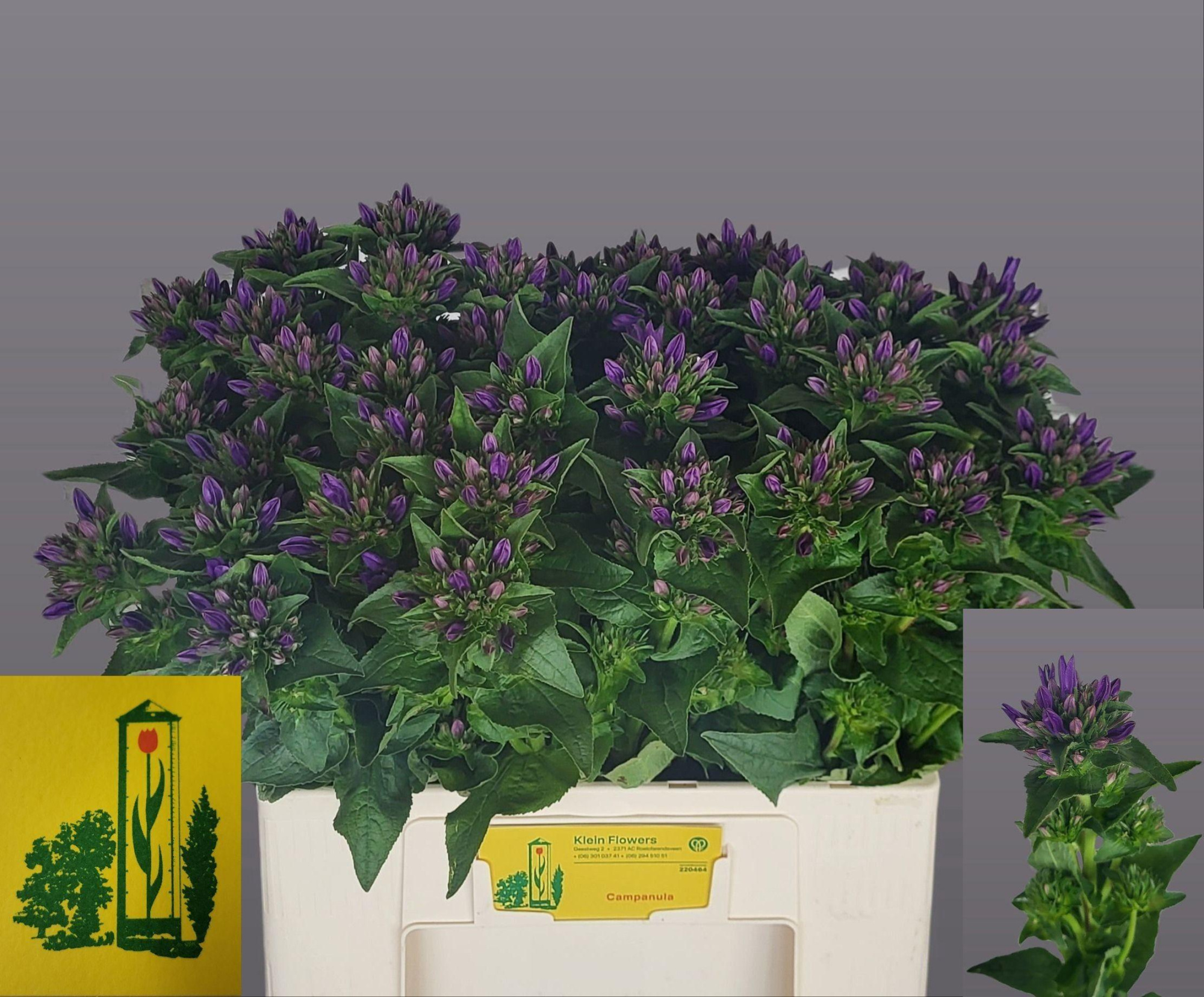Кампанула Даниель 60, шт.