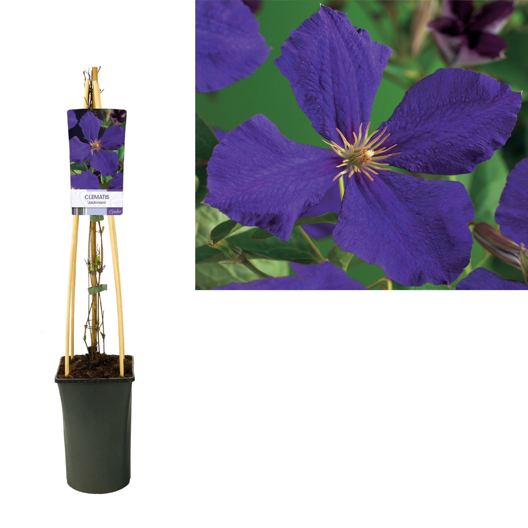 Clematis 'Jackmanii' +light label, D 17 cm