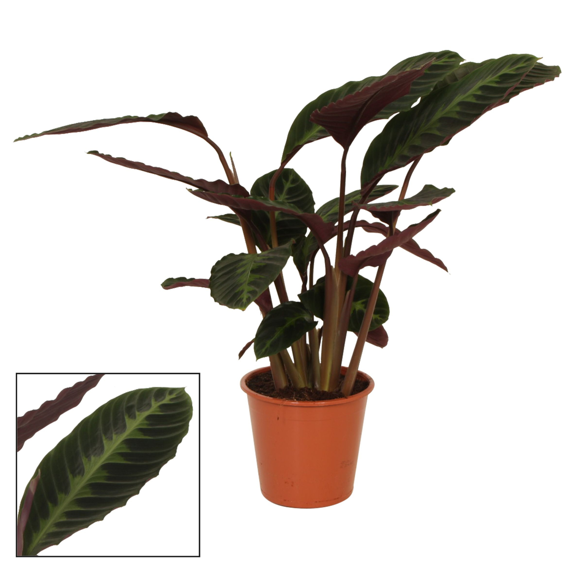 Calathea 19cm Warcewiczii, D 19 cm