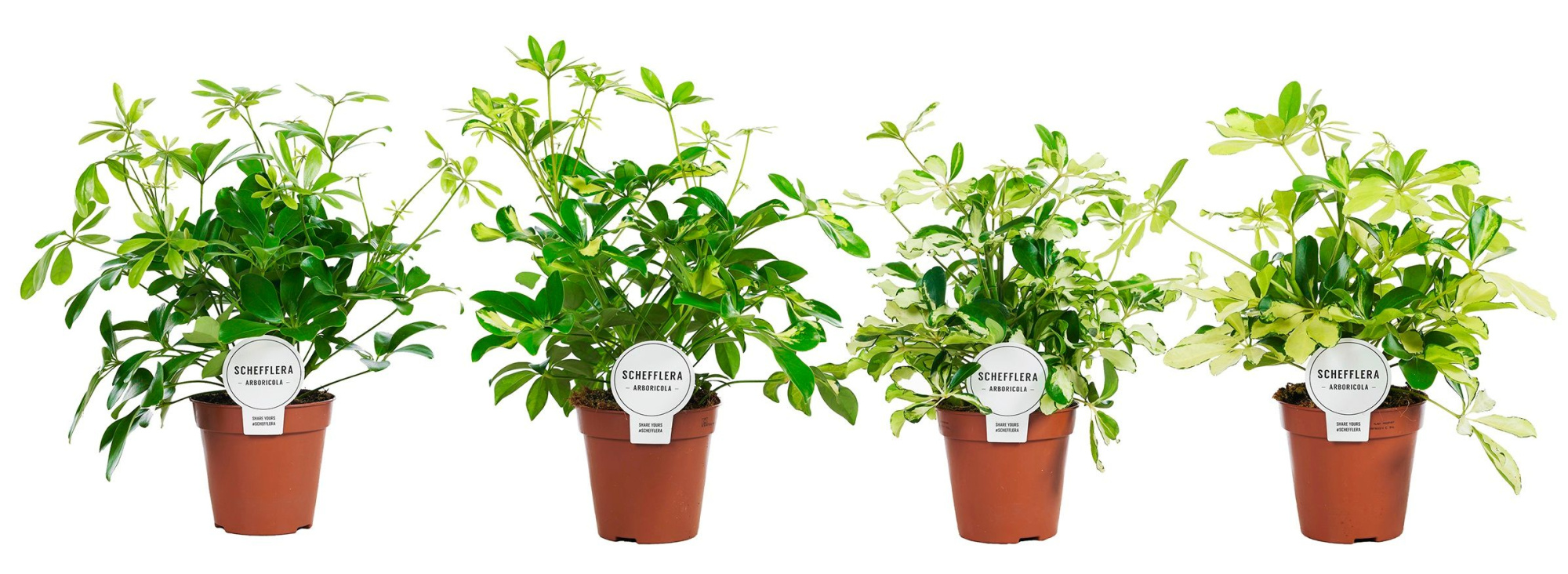 Schefflera Mix Vertakt, D 13 cm