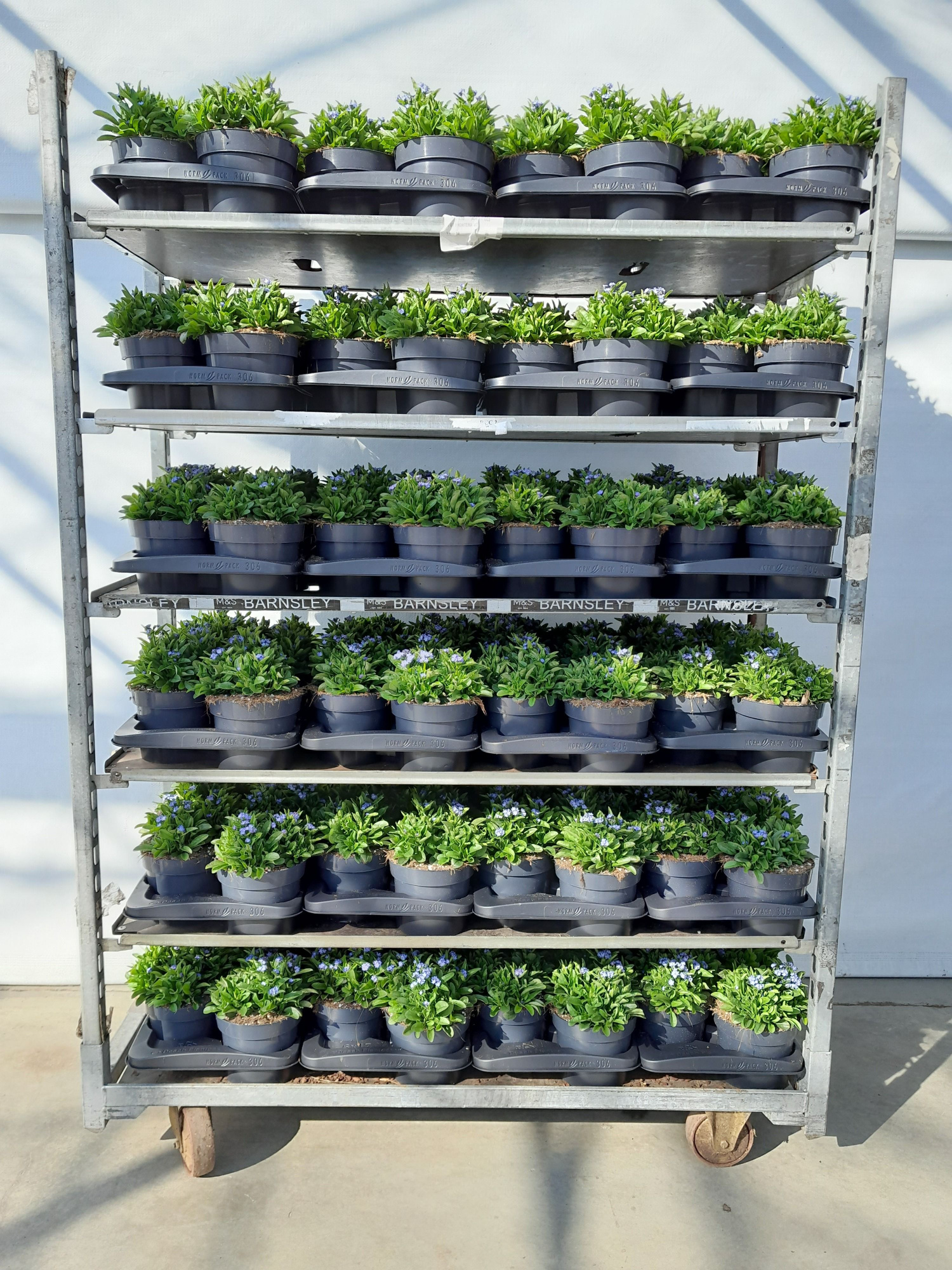 mixcc pot 17 myosotis, D 17