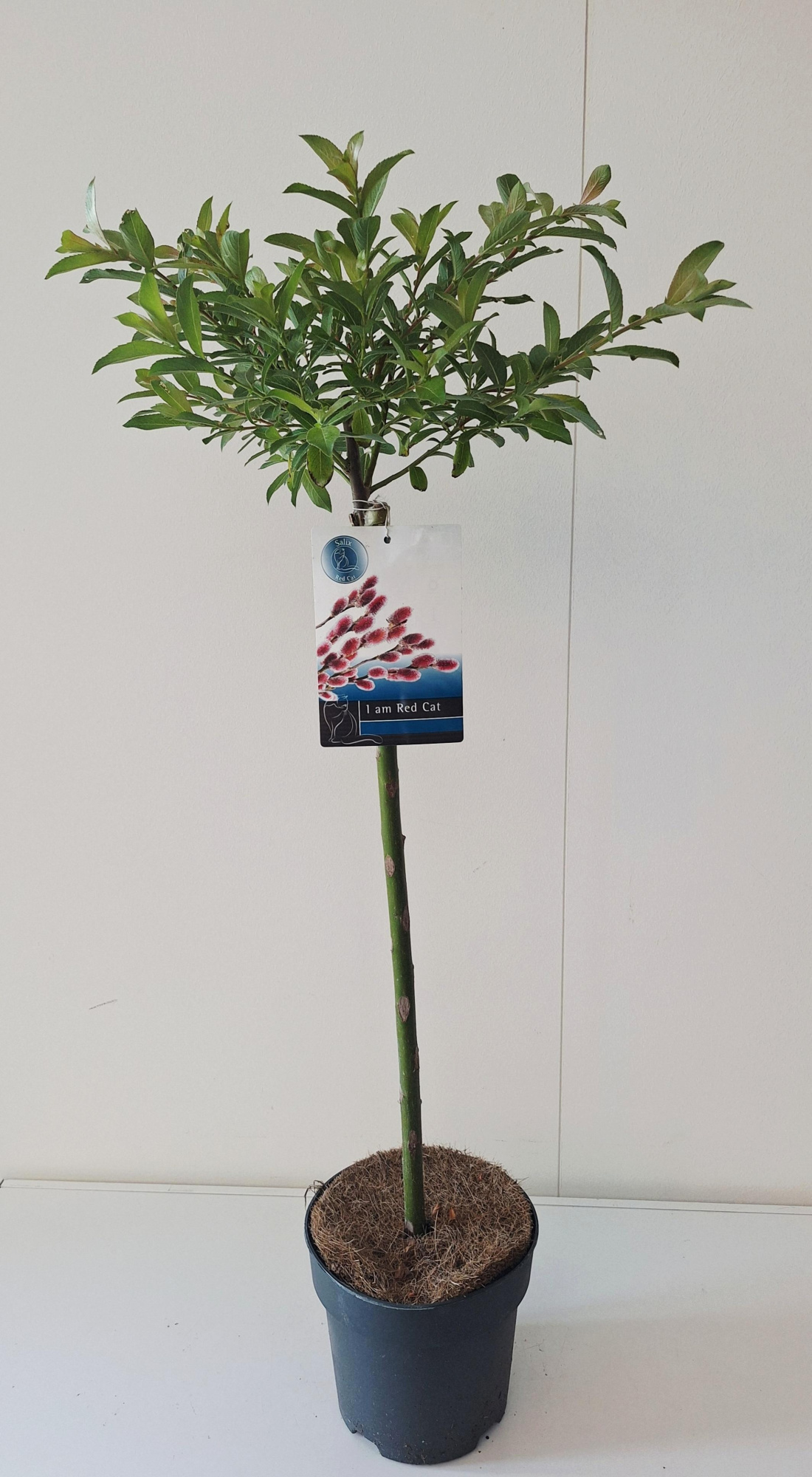 Salix Mount Aso stam 60, D 19 cm