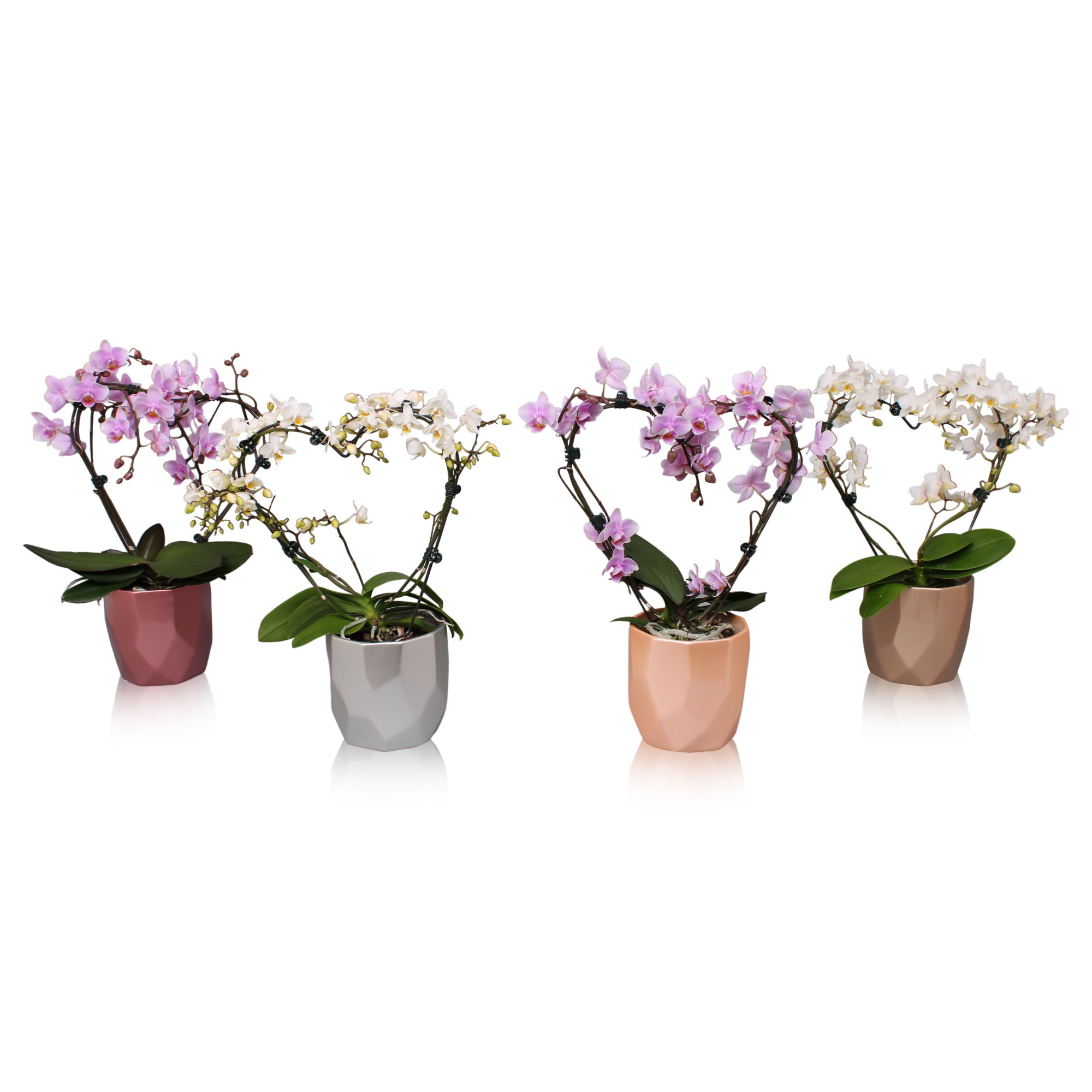 Phal. Multi vorm mix "Blossoming Heart" in BGC969 Metallic vlakp, D 12