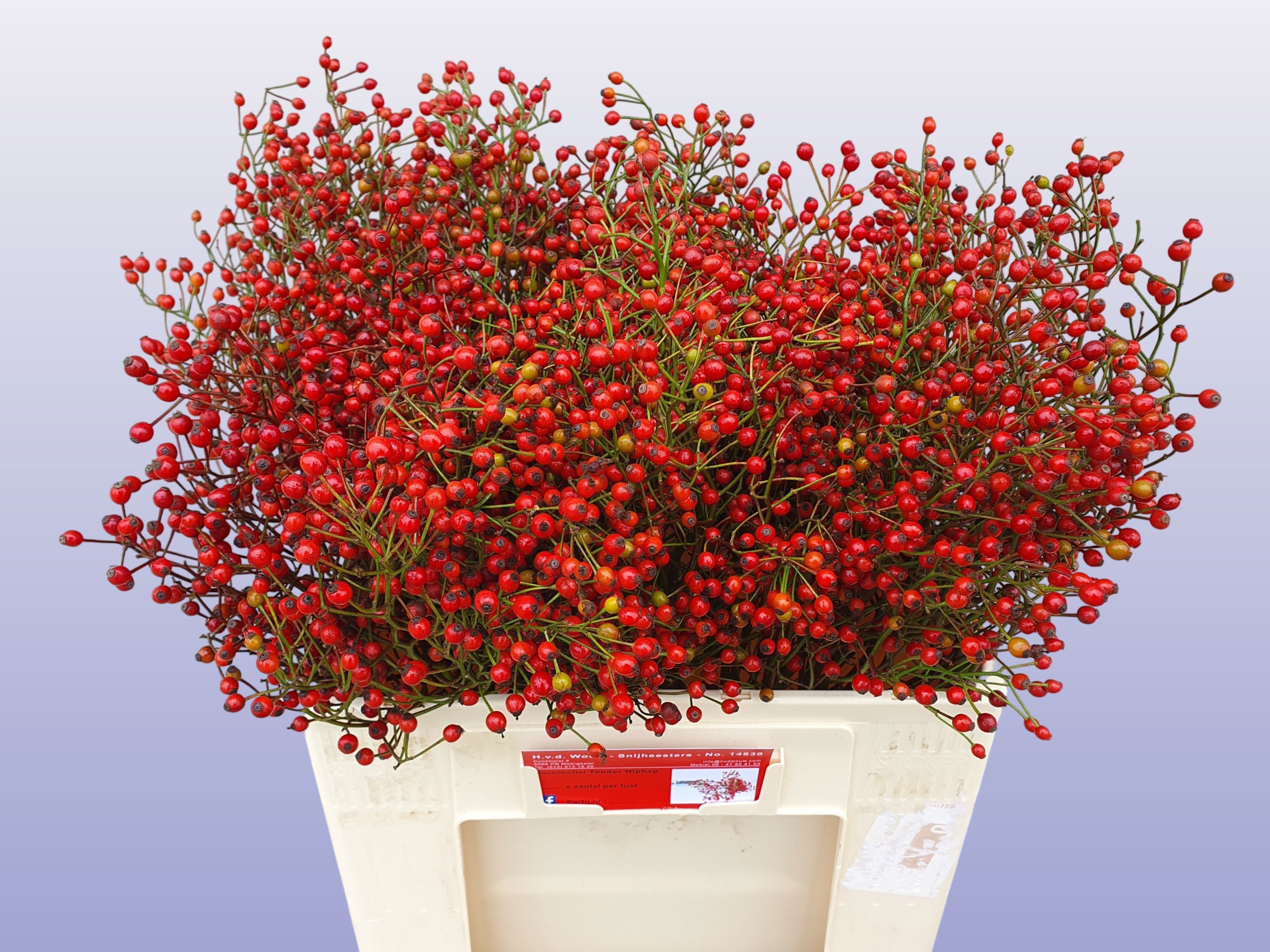 Рузботель Отем Сплендор 55, шт.