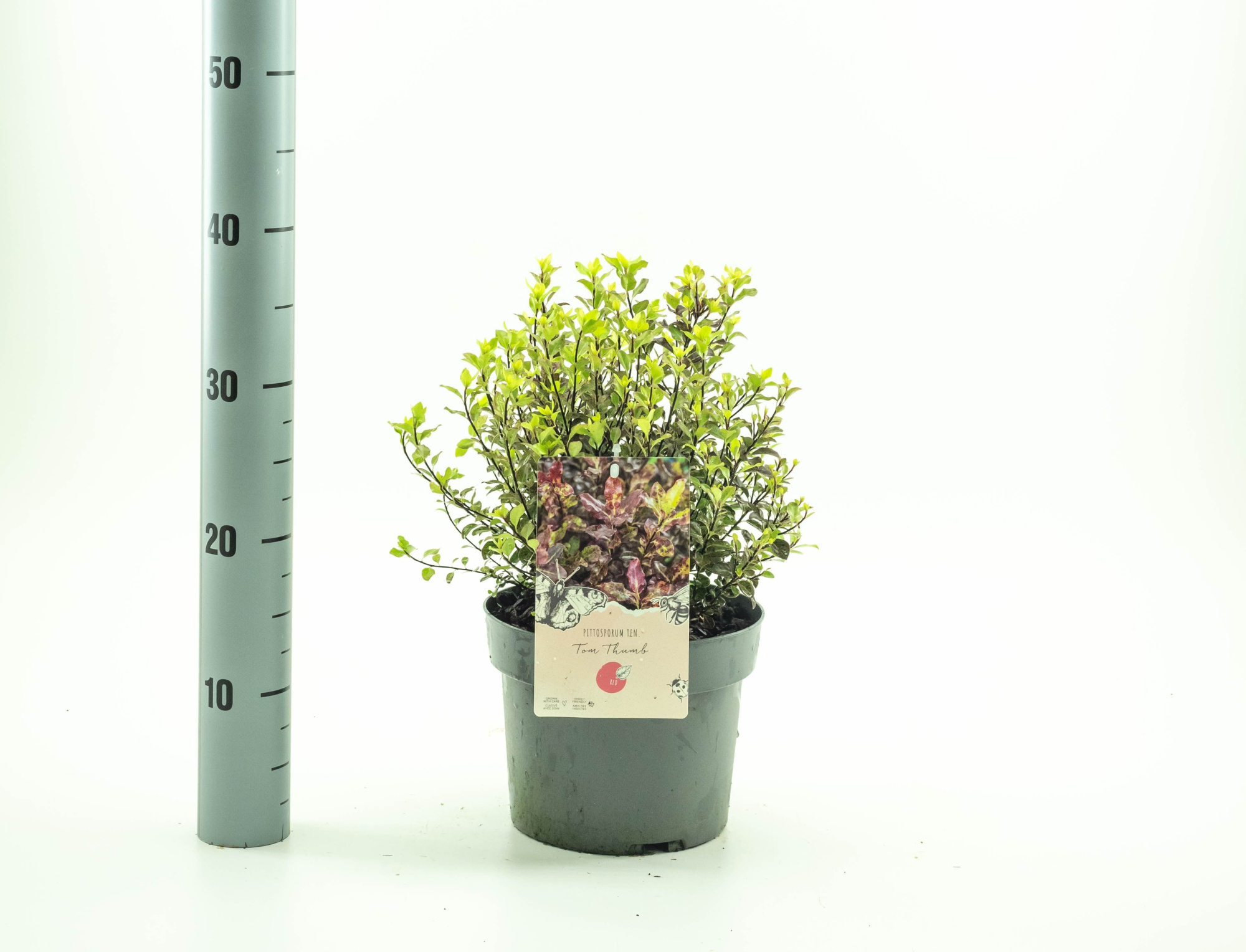 Pittosporum ten. 'Tom Thumb', D 19 cm