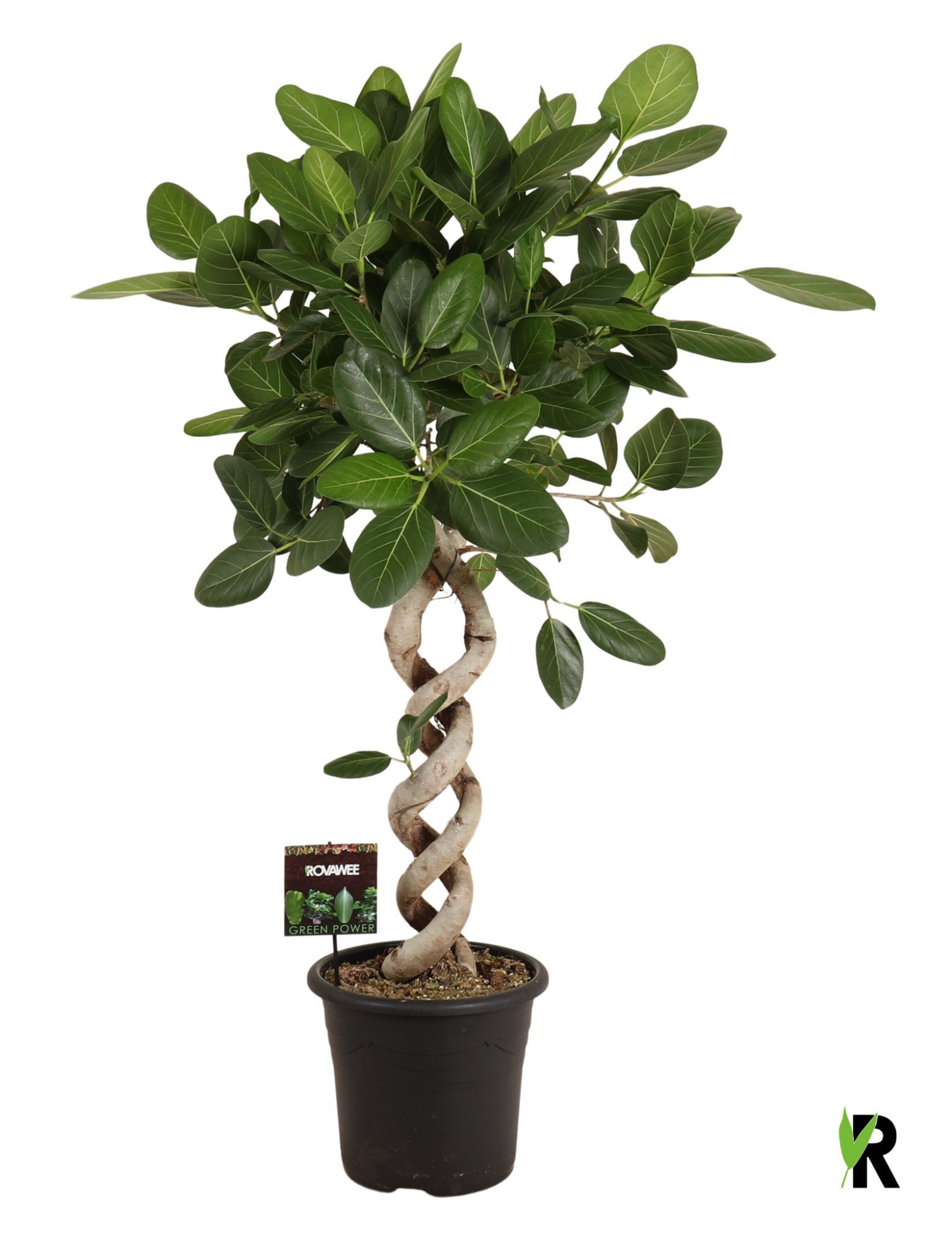 Ficus bengh. Audrey dubbel spiraal, D 32 cm