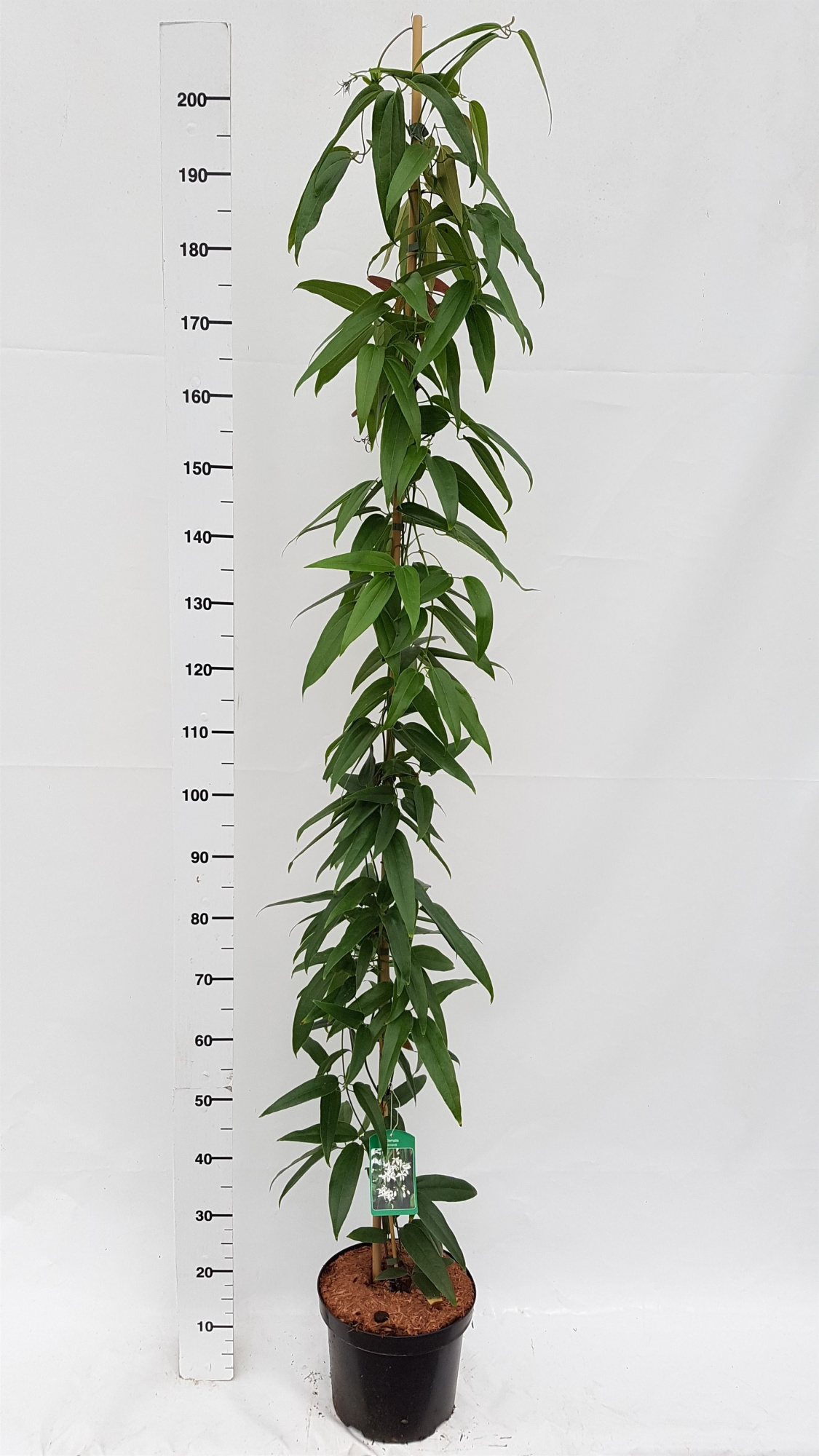 Clematis armandii, D 26 cm