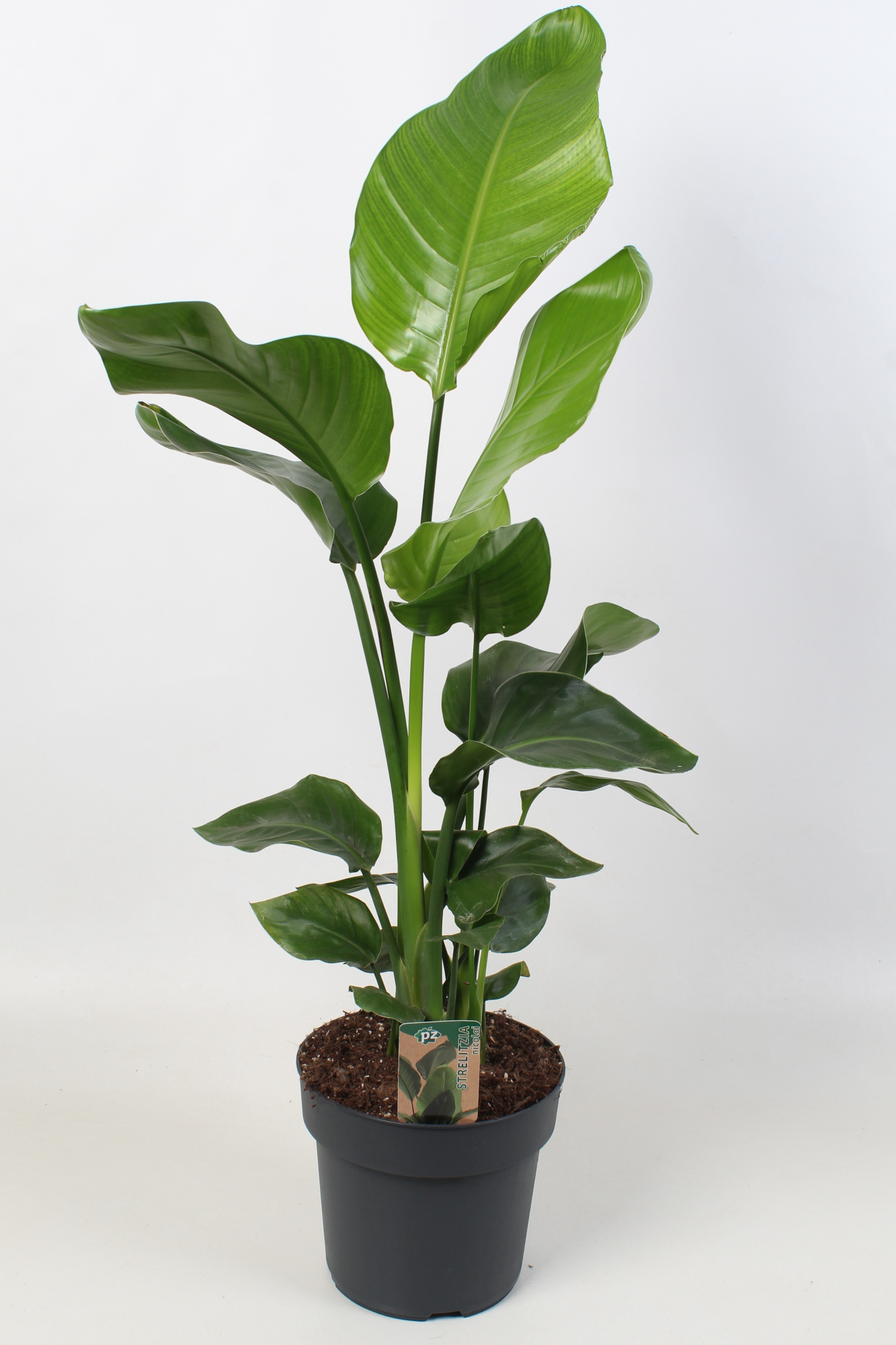 Strelitzia nicolai 21 cm 3 pp, D 21