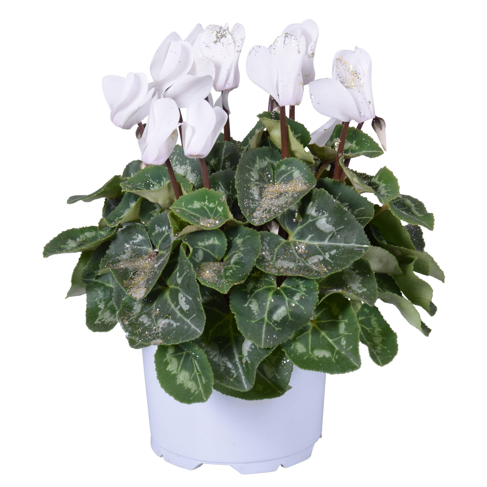 Cyclamen Wit met glitters in Ton sur Ton kweekpot (Kerst), D 12