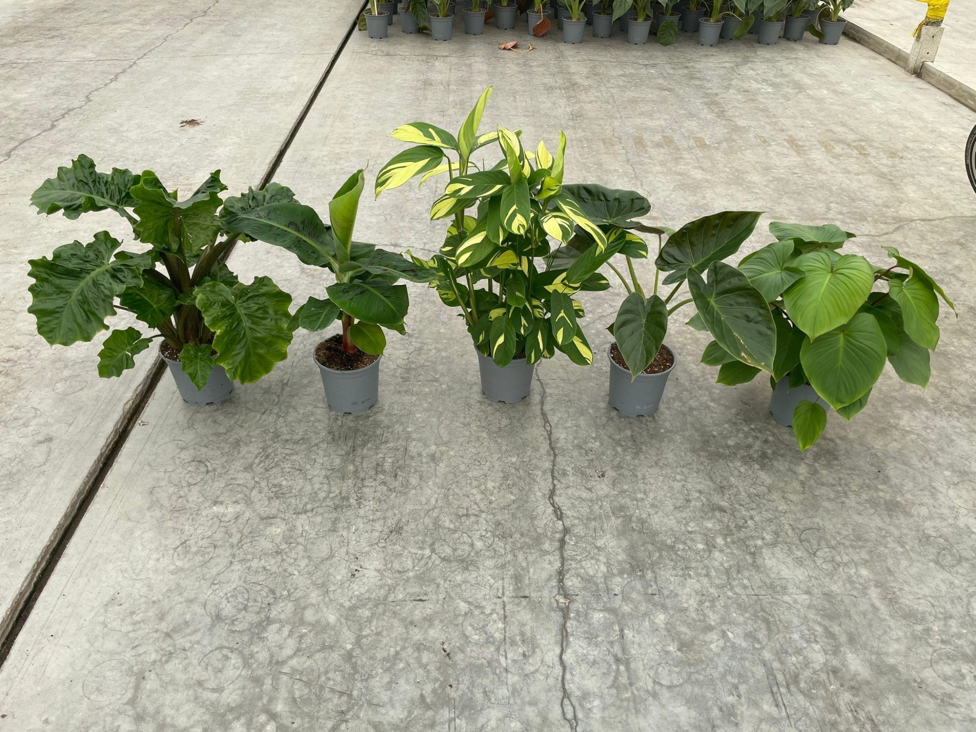 Groen Mix 19cm in Blanco hoes, D 19 cm