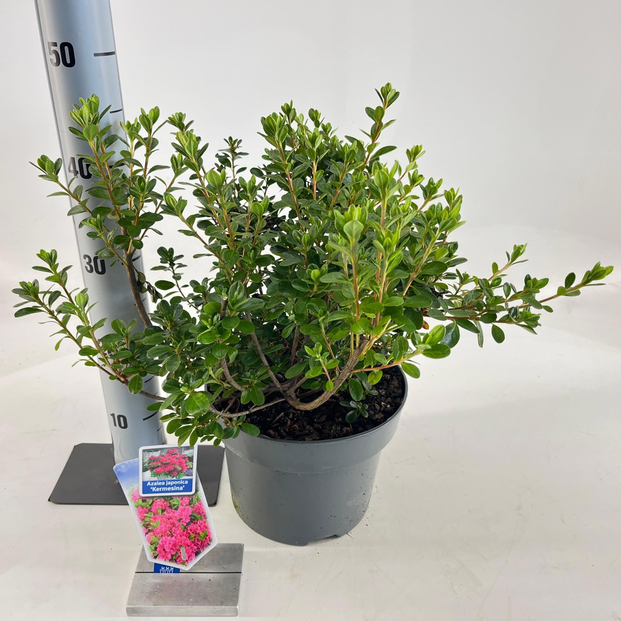 Rhododendron (AJ) 'Kermesina', D 23 cm