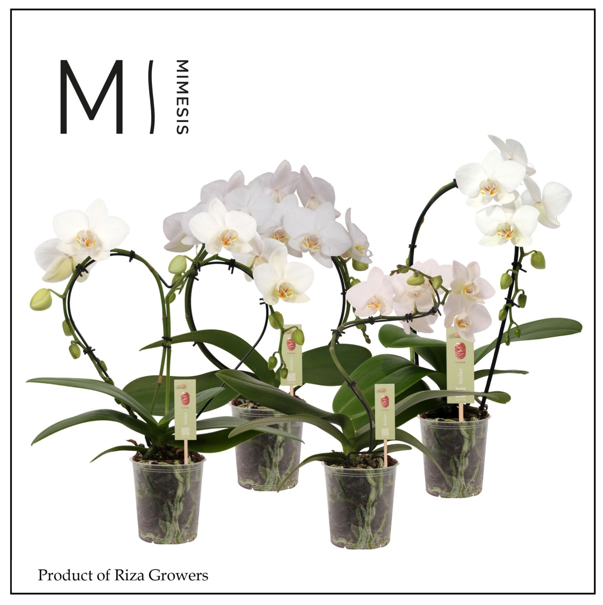 Phalaenopsis Shapes Mix - 9cm | Mimesis, D 9 cm