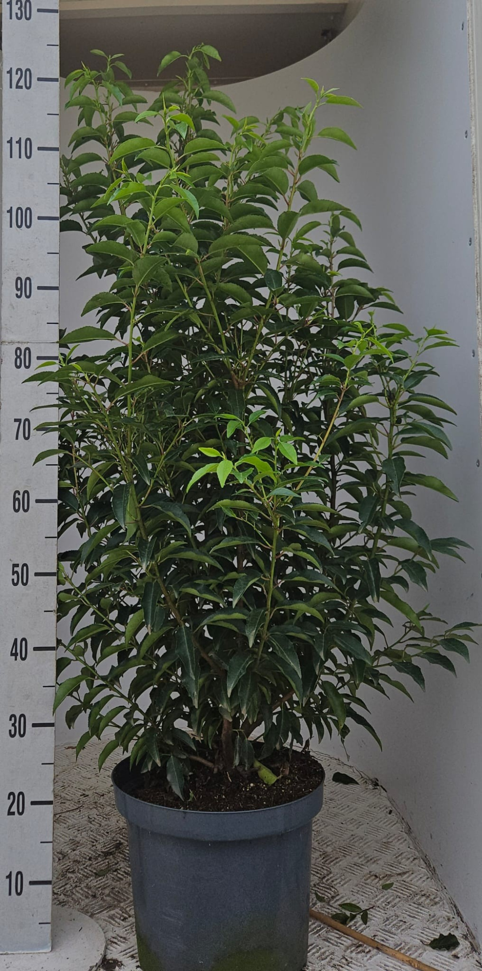 Prunus lus. 'Angustifolia' 100-125, D 29 cm