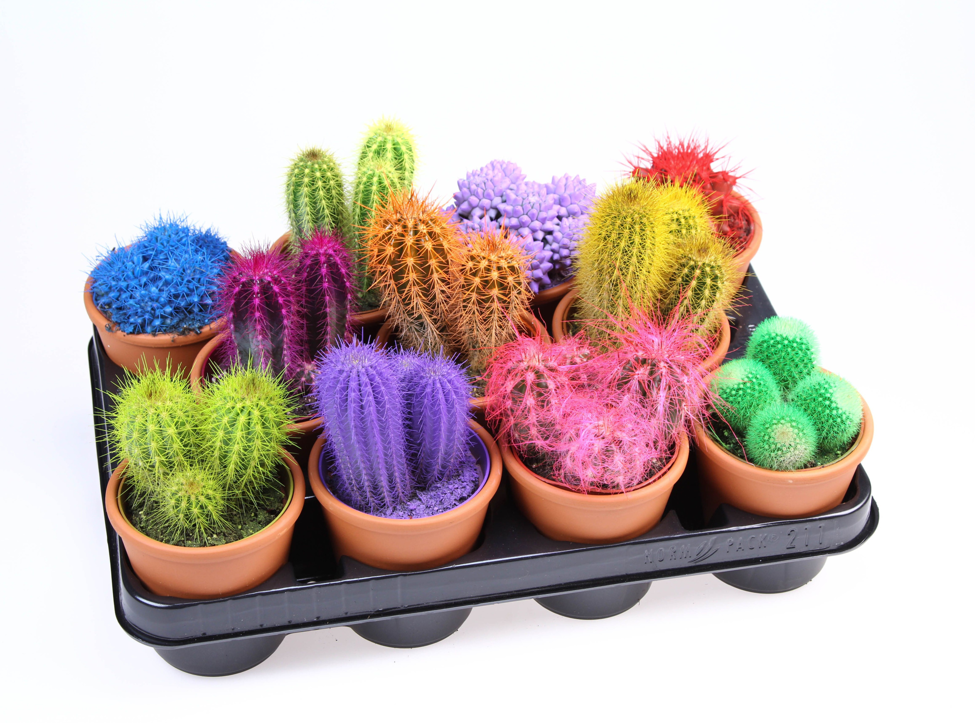 Rainbow Cactus in Rozenpot, D 8,5 cm