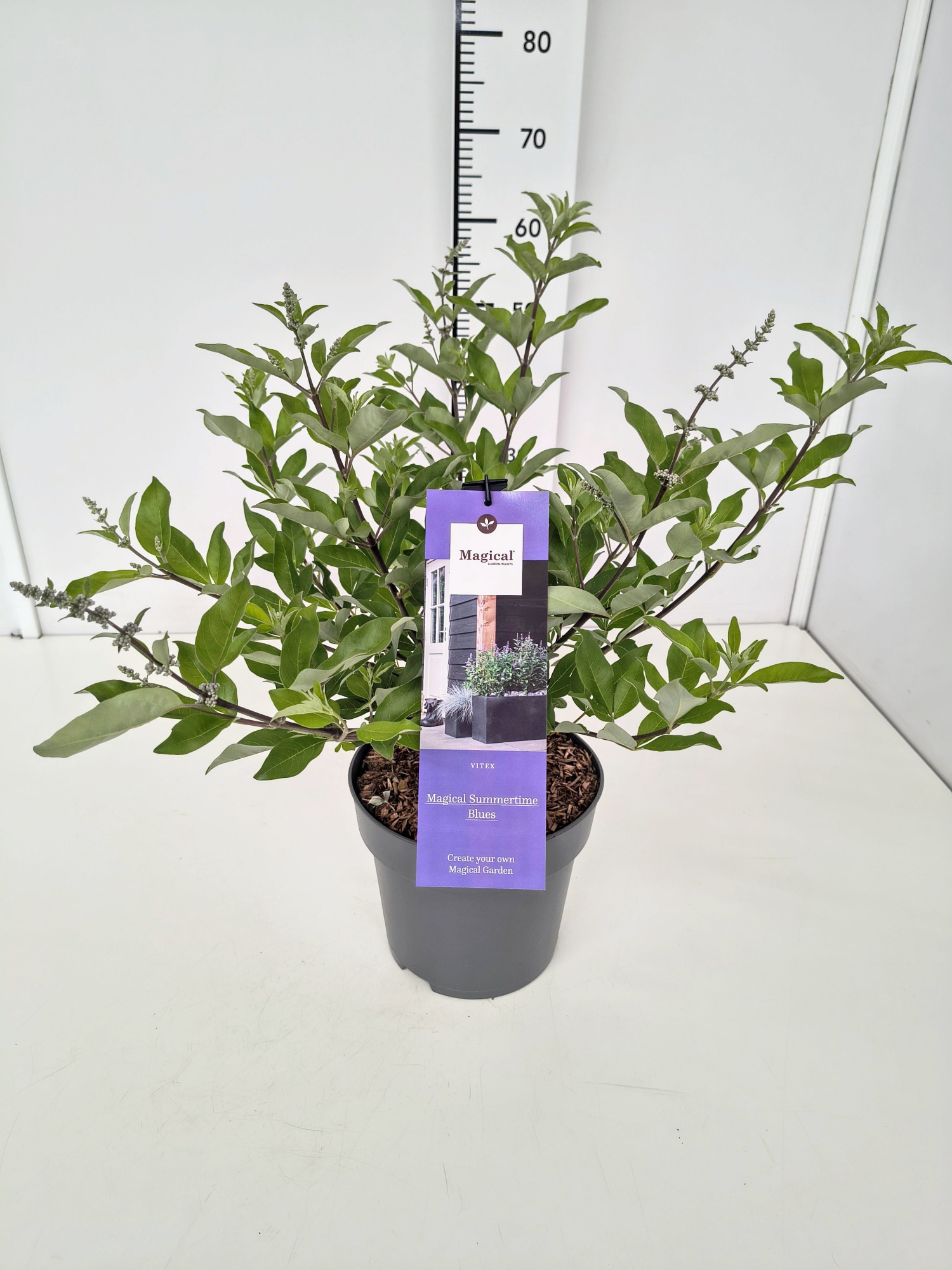Vitex a.c. 'Magical Summertime Blues' C5, D 23 cm