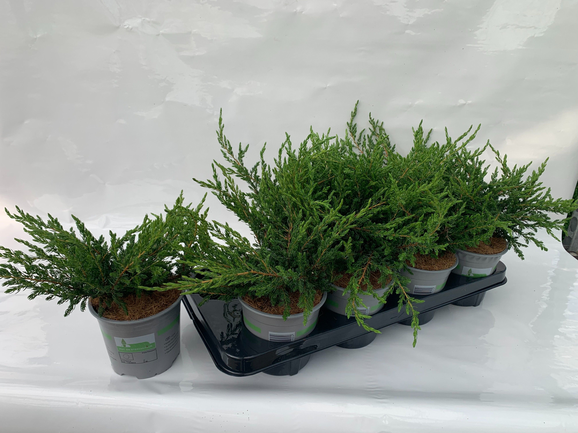 juniperus Repanda, D 13 cm