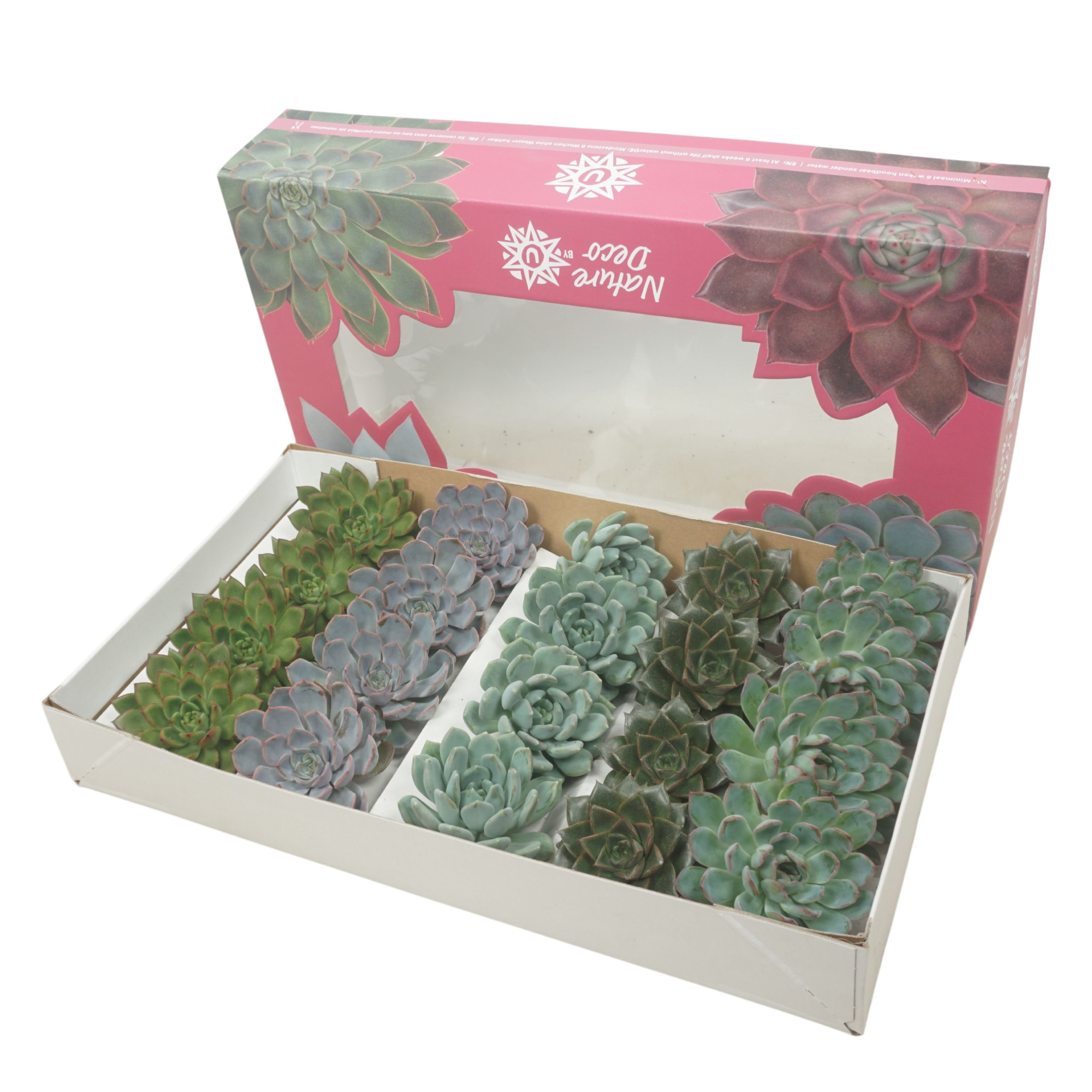 Gesneden Echeveria mix 9-11 cm Nature deco, D 8,5 cm