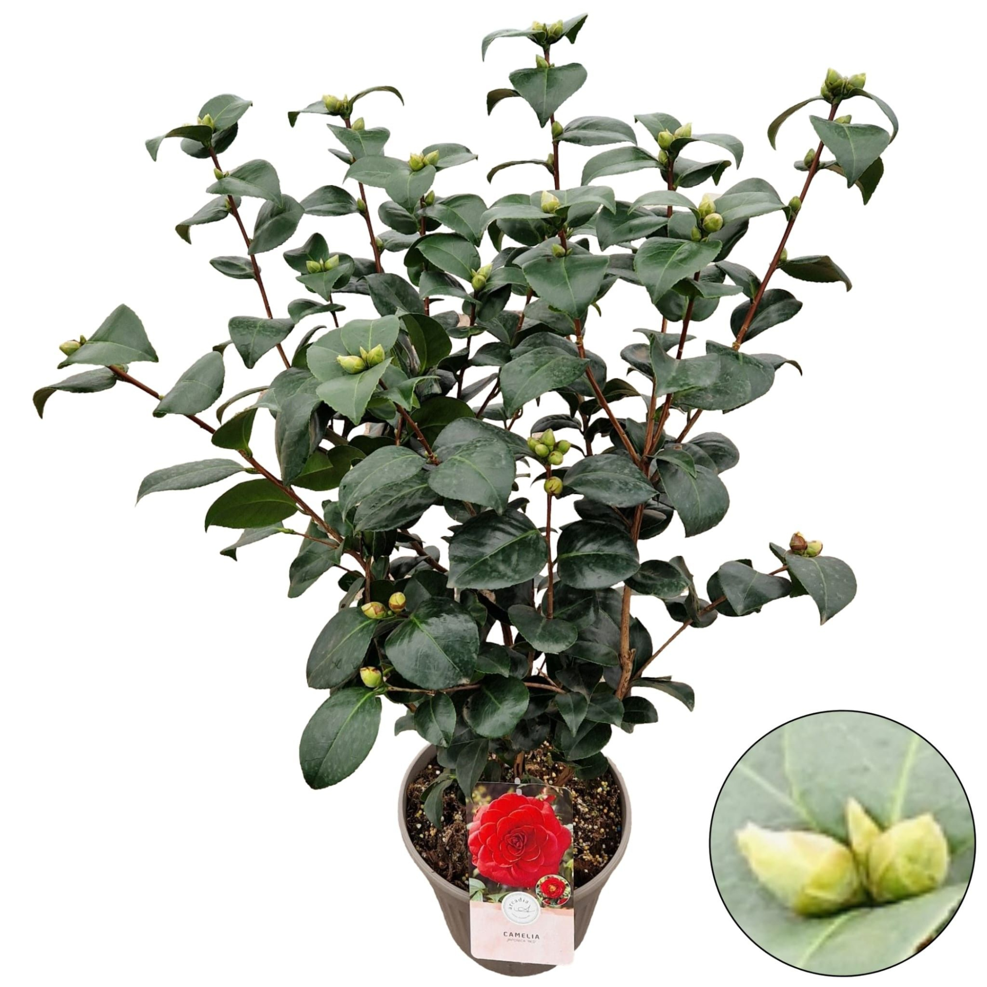 Camellia jap. 'Red', D 24