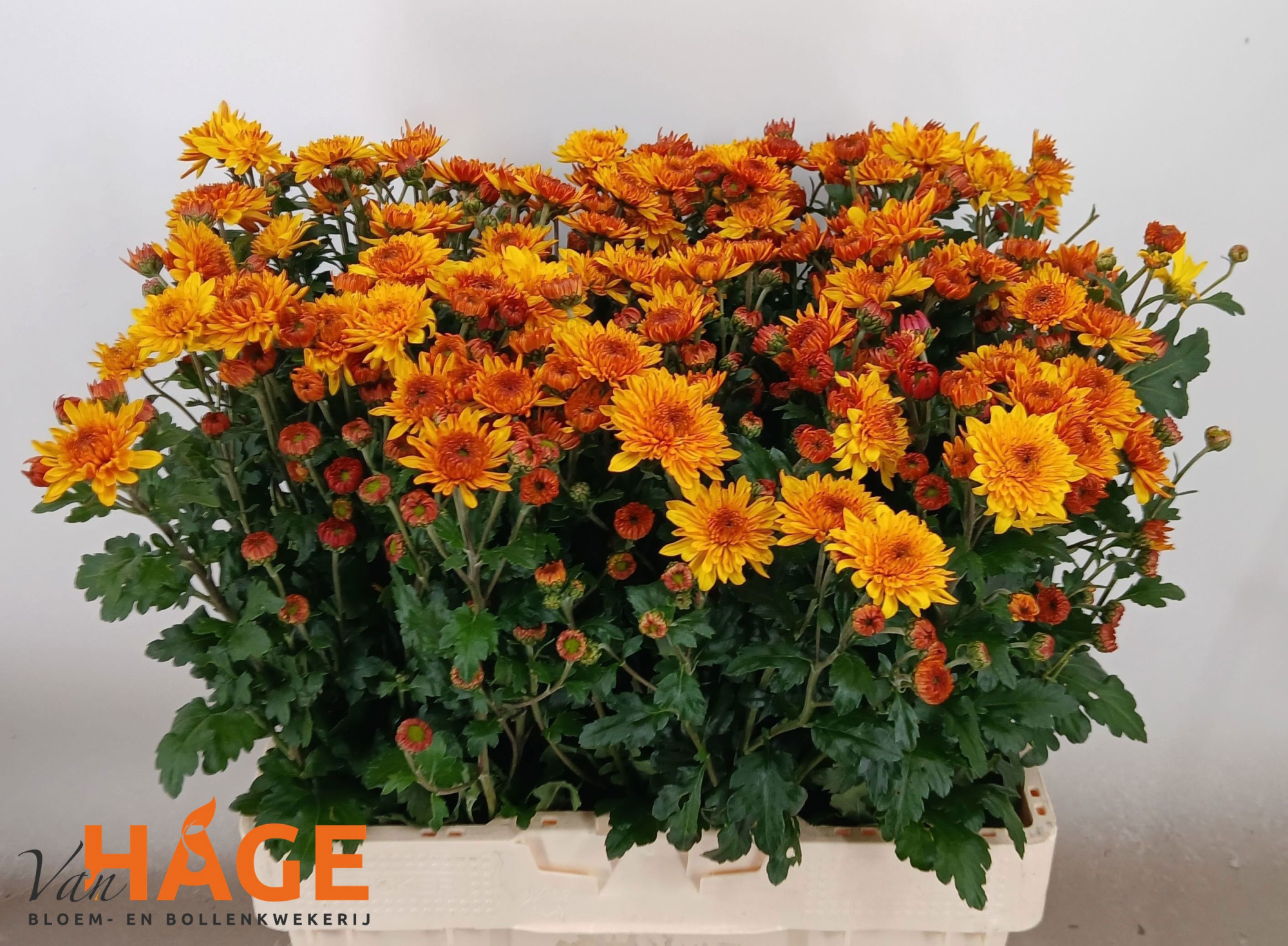 Хризантема куст. Вэнди 60, шт.