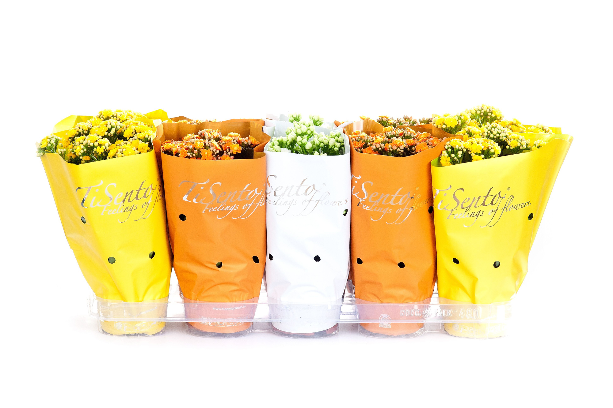 Calandiva 12 cm Paasmix 2, D 12