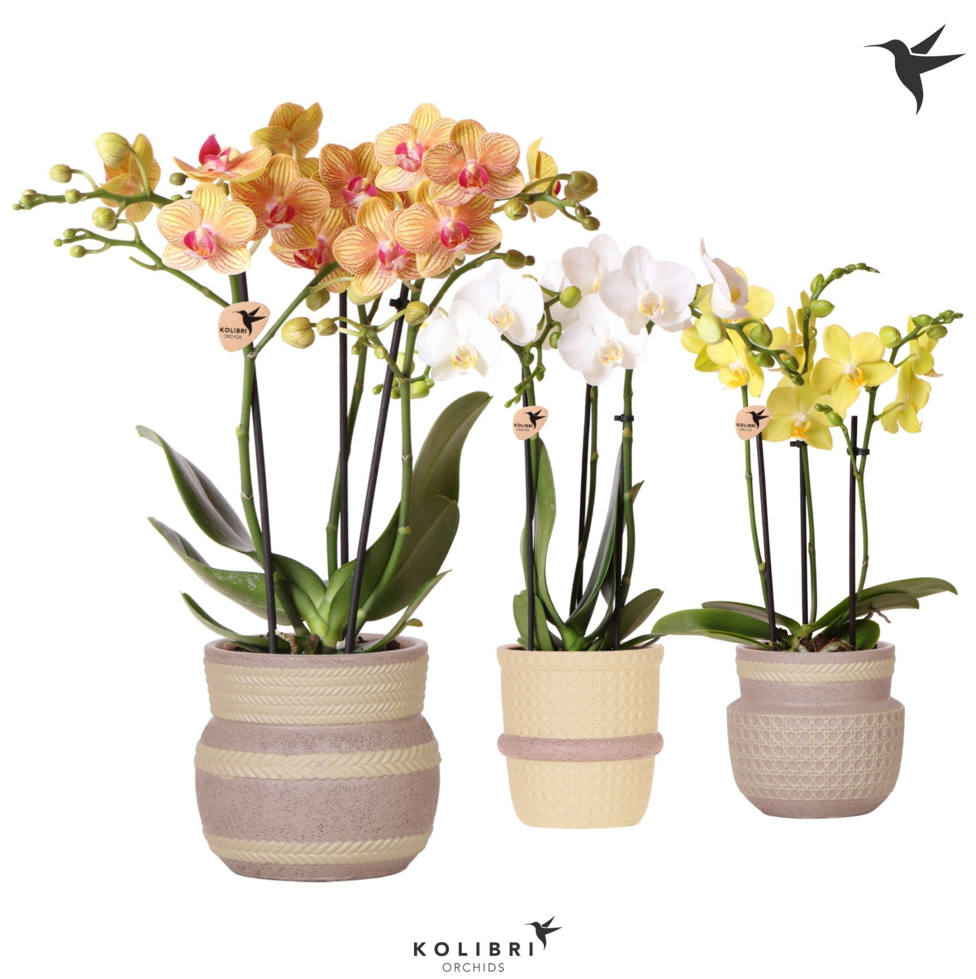 Kolibri Orchids Phalaenopsis mix 3 spike in Ethnic pot khaki mix, D 9