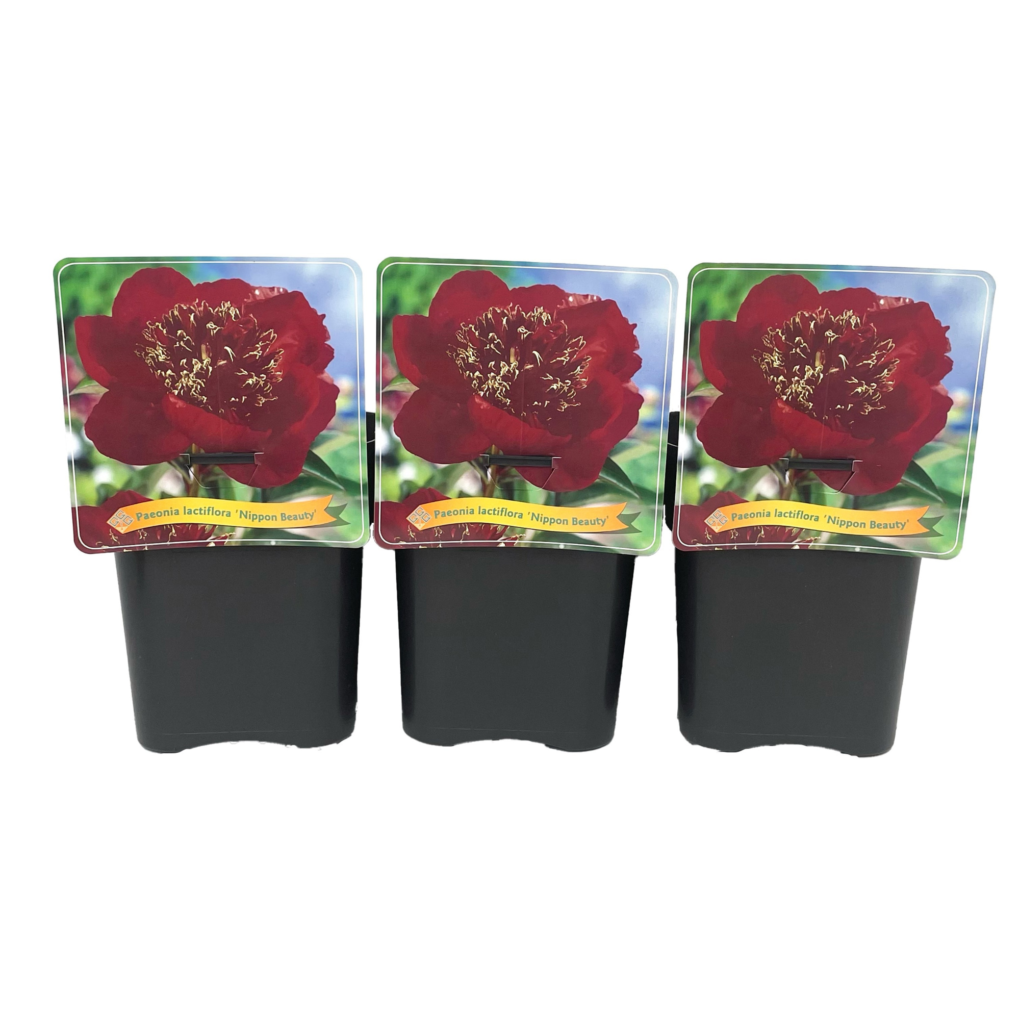 Paeonia Lactiflora 'Nippon Beauty' C5, D 21 cm