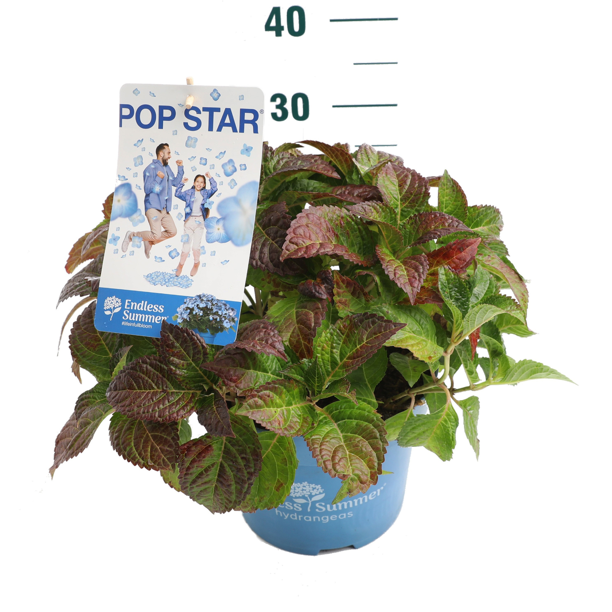 Hydrangea 'Pop Star Blue' - P23 - Endless Summer, D 23 cm