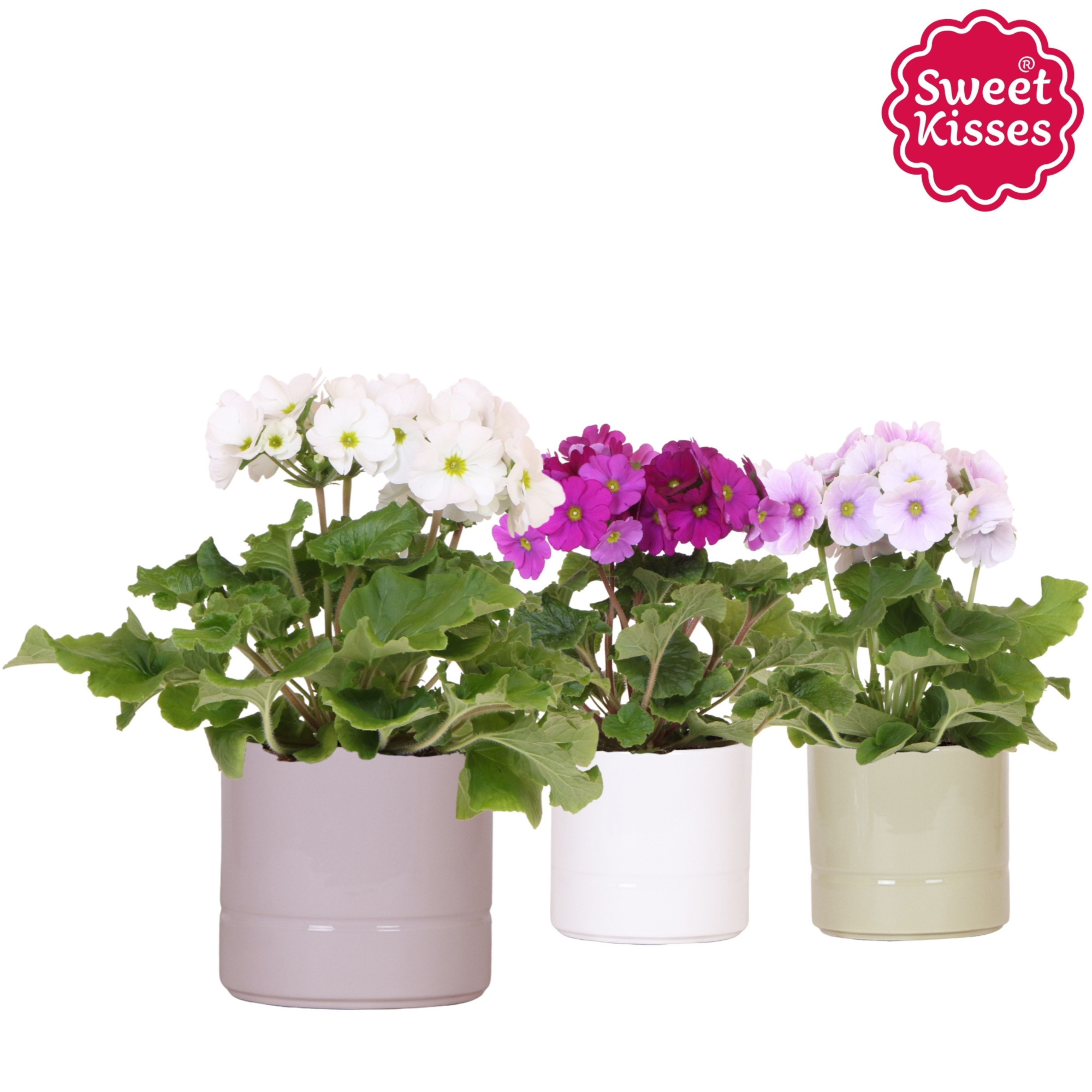 Primula Obconica Sweet Kisses mix in Pastel pot mix, D 12