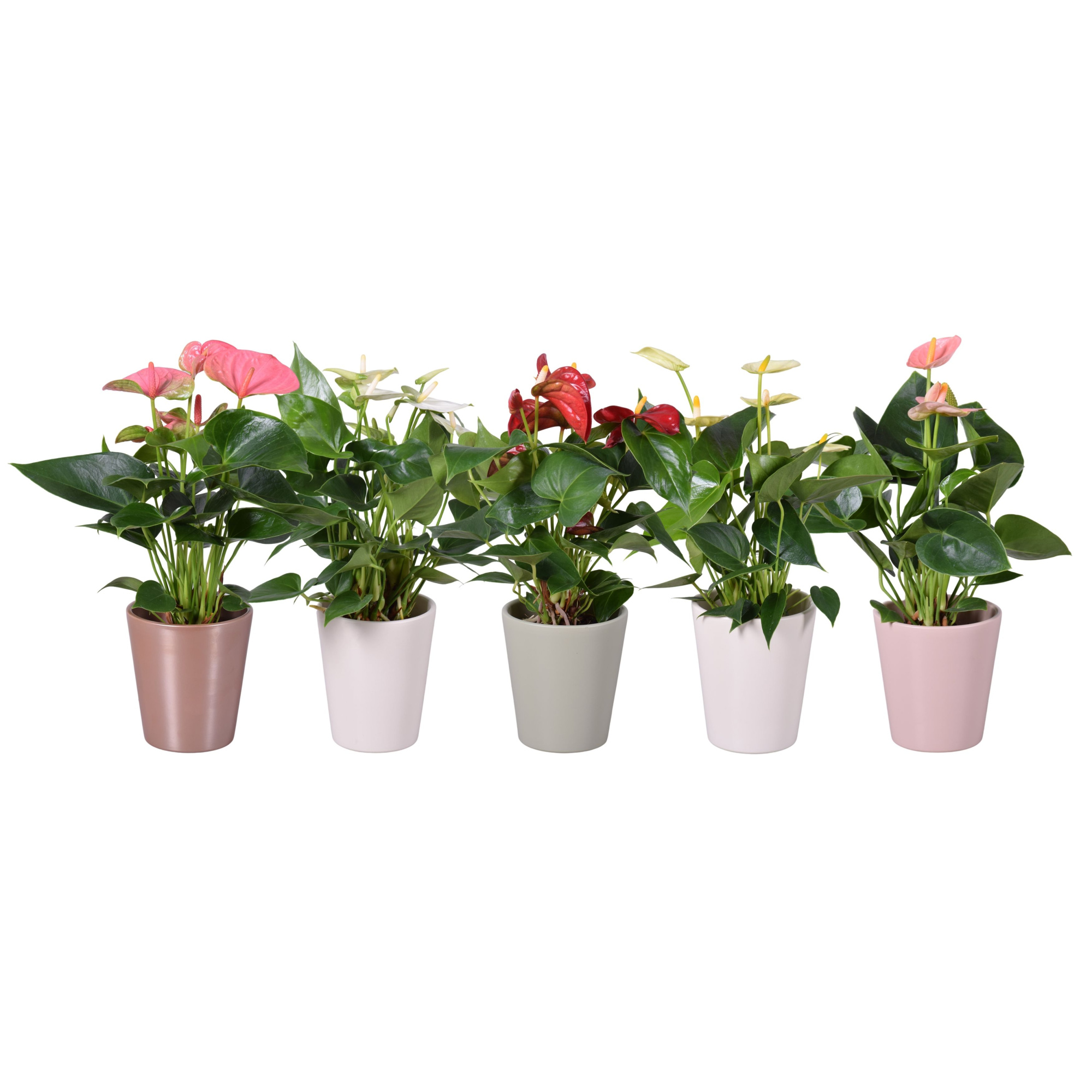 Anthurium ''XL-Flowers'' in diverse kleuren keramiek Spring Zoë, D 11 cm