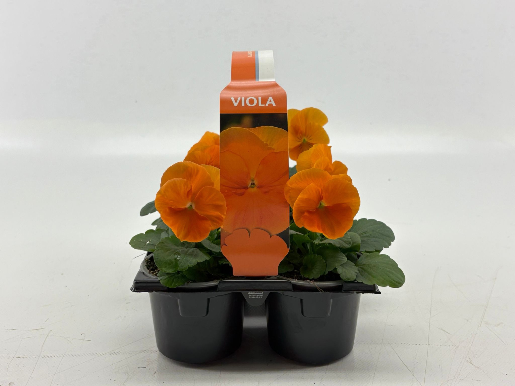 Sixpack Viola F1 Clear Orange, D 9