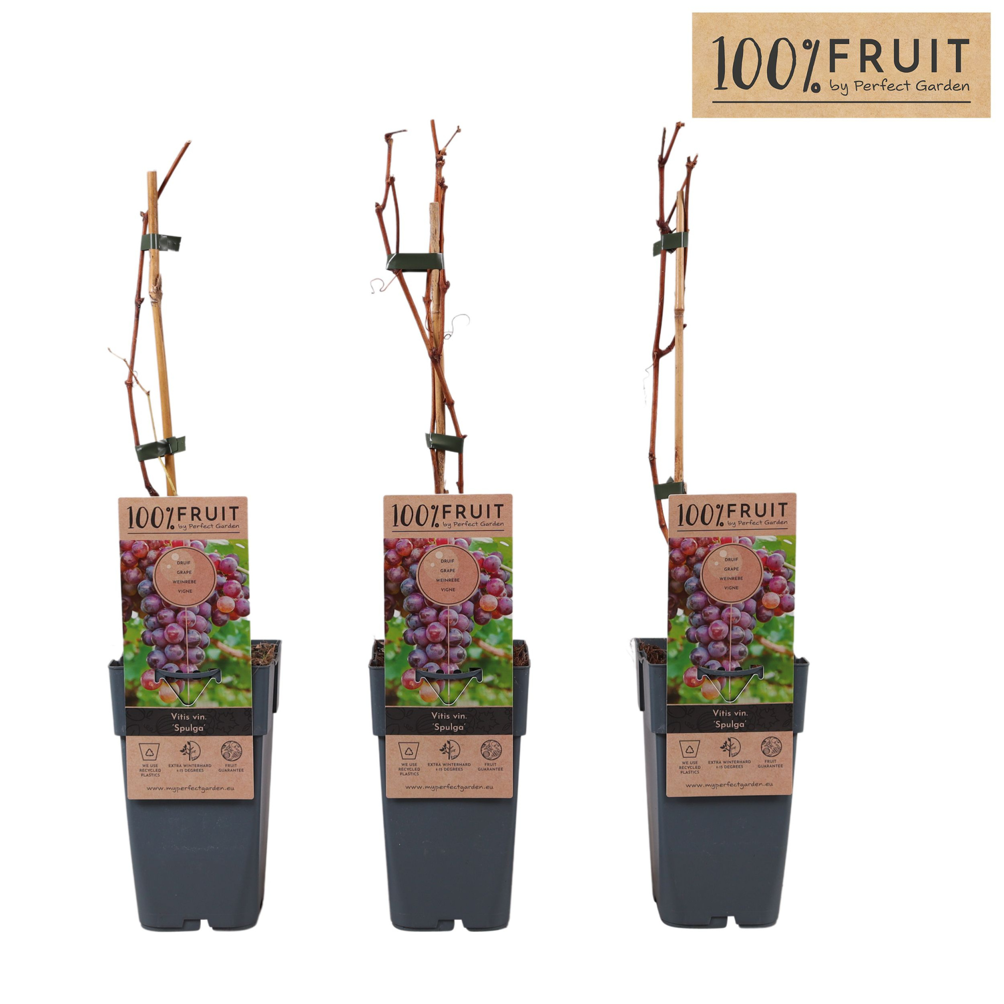 Vitis Spulga P15, D 15