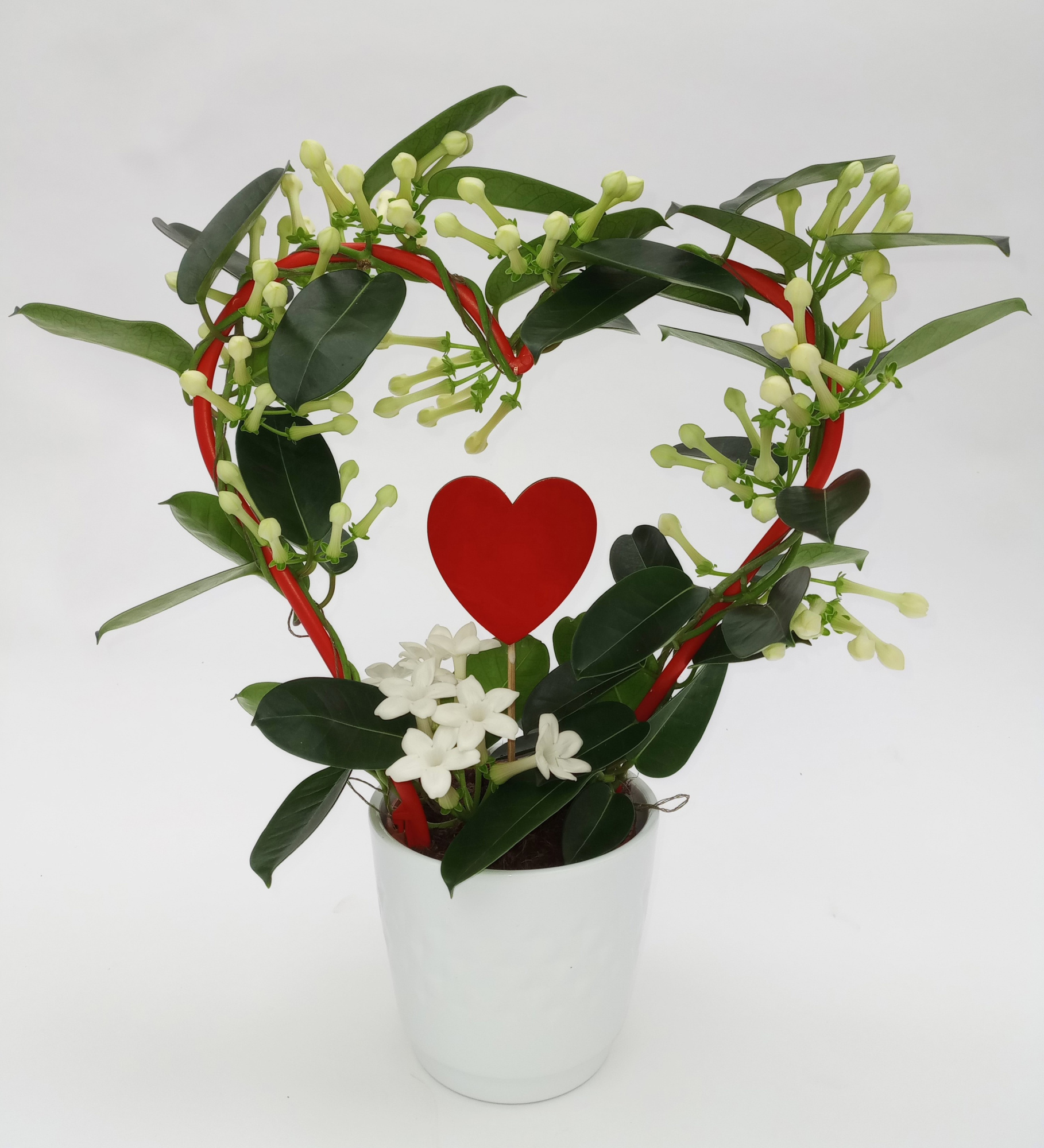 Steph. Hart ker.Sisi met Hart, D 12