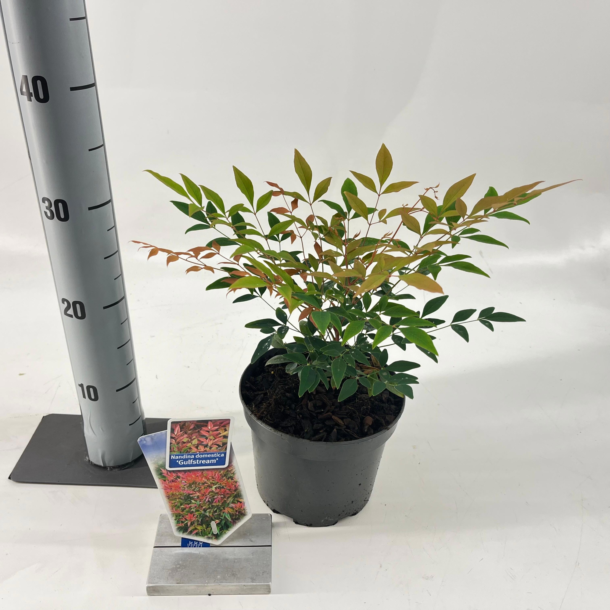 Nandina domestica 'Gulfstream', D 17 cm