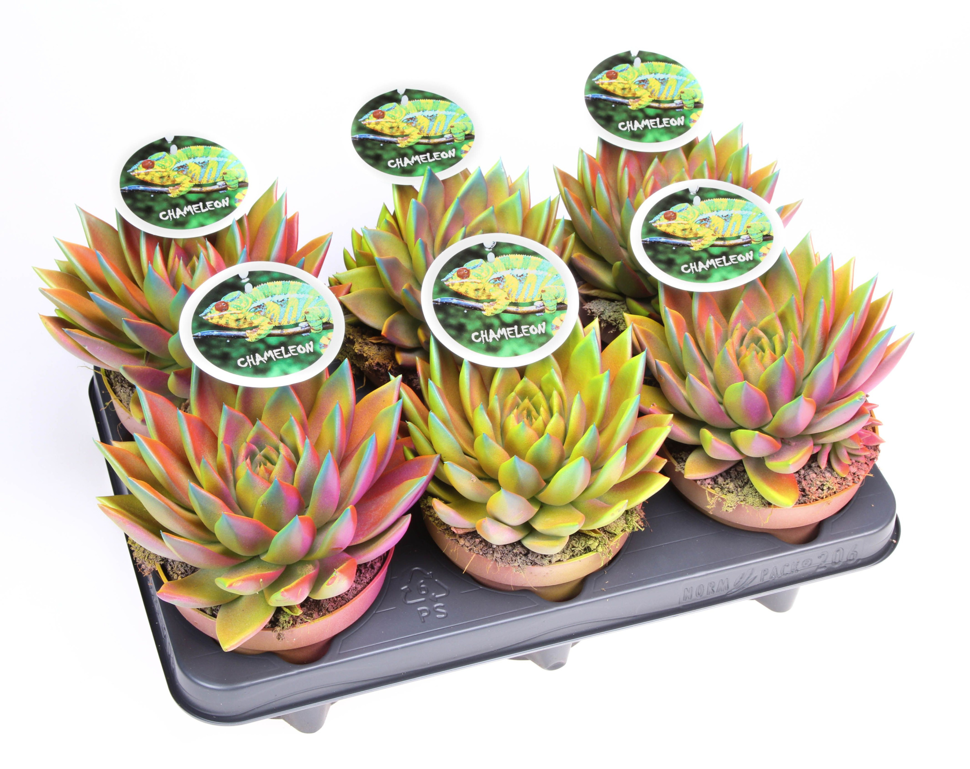 Miranda Chameleon special + etiket, D 12