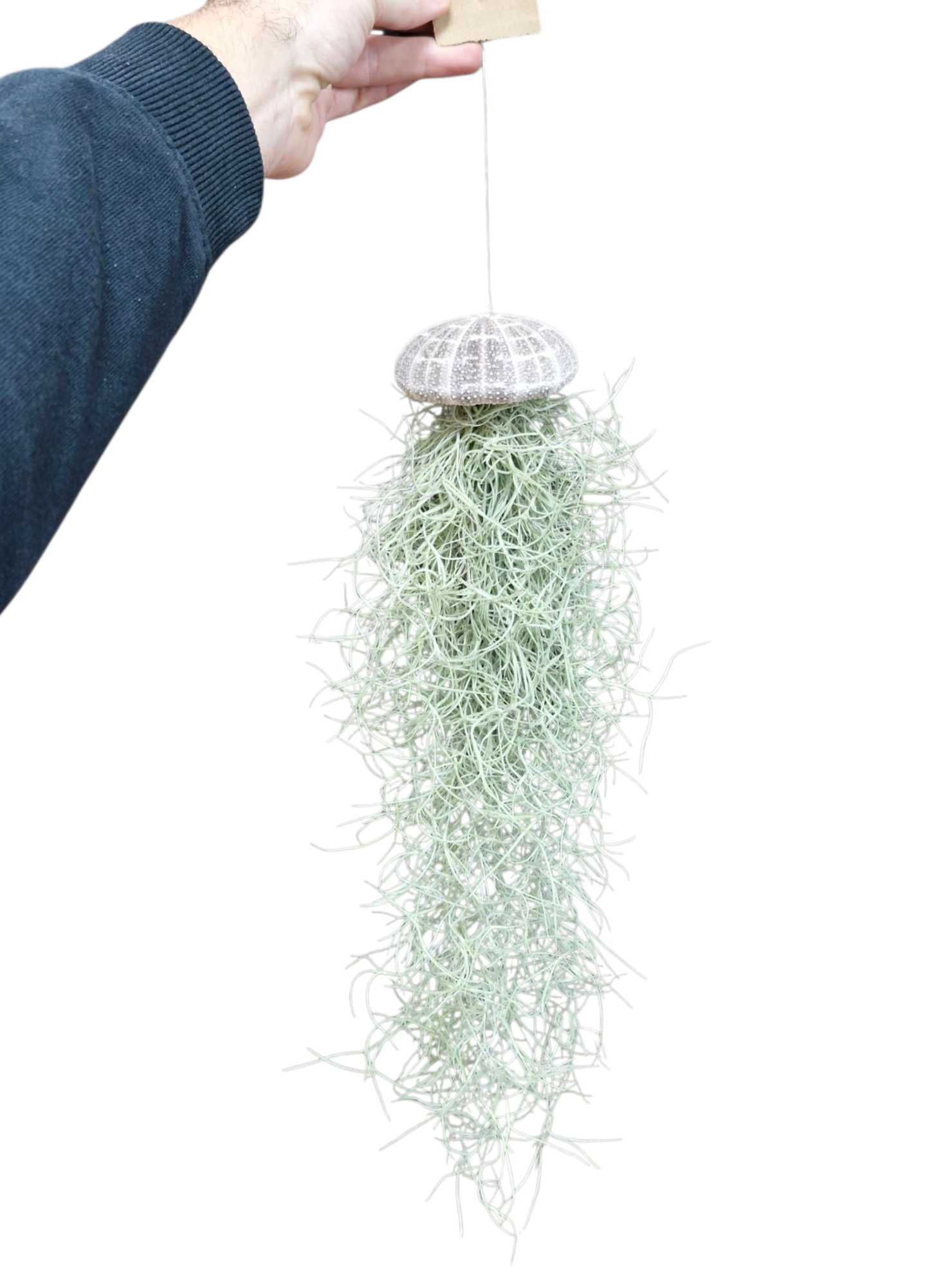 Tillandsia schelp usneoides XL, D 9