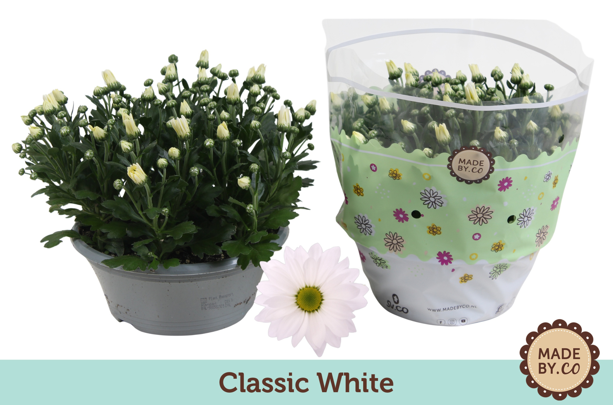 Chrysant White, D 23