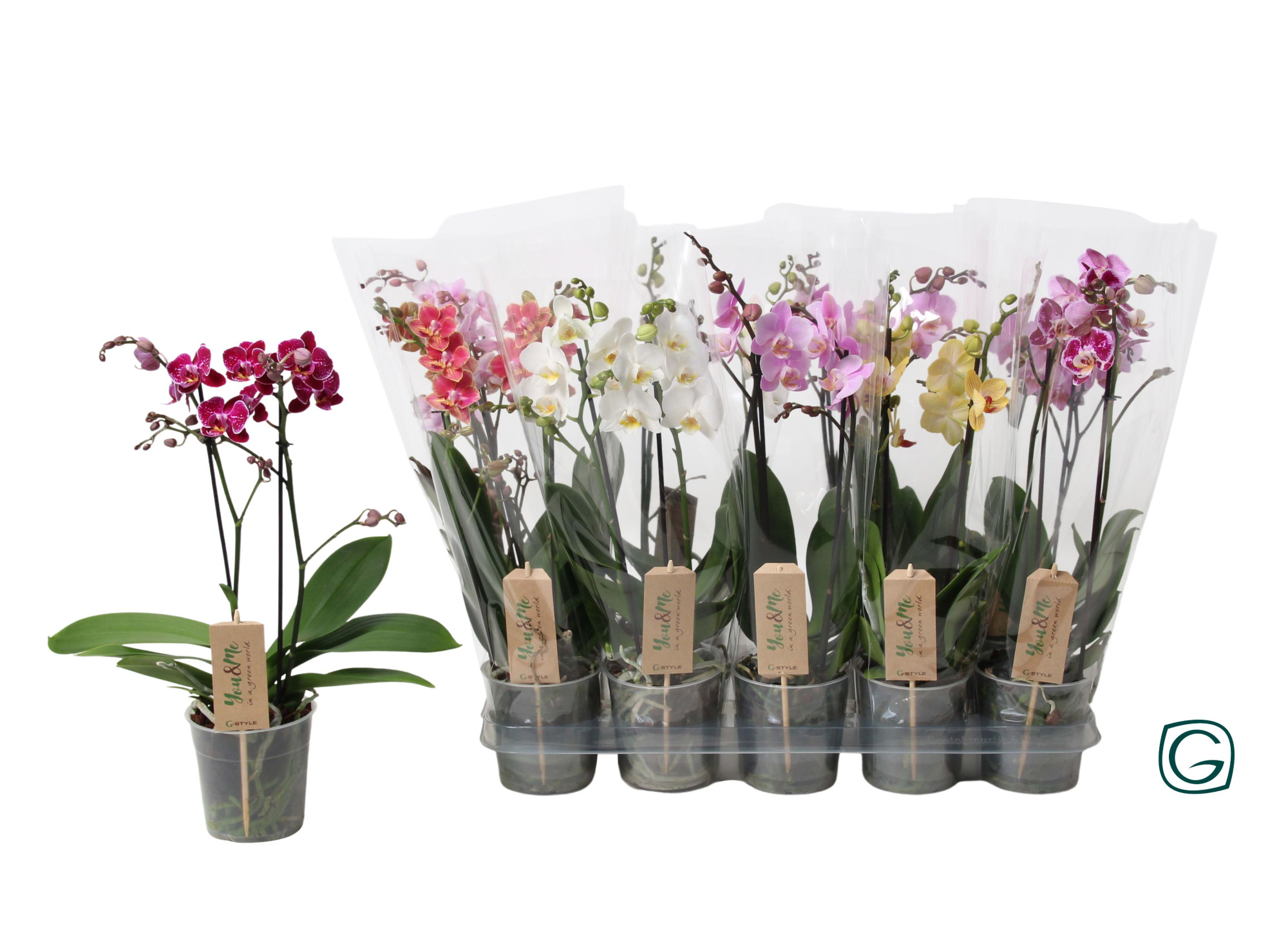 Multiflora 2tk mix 22+, D 12