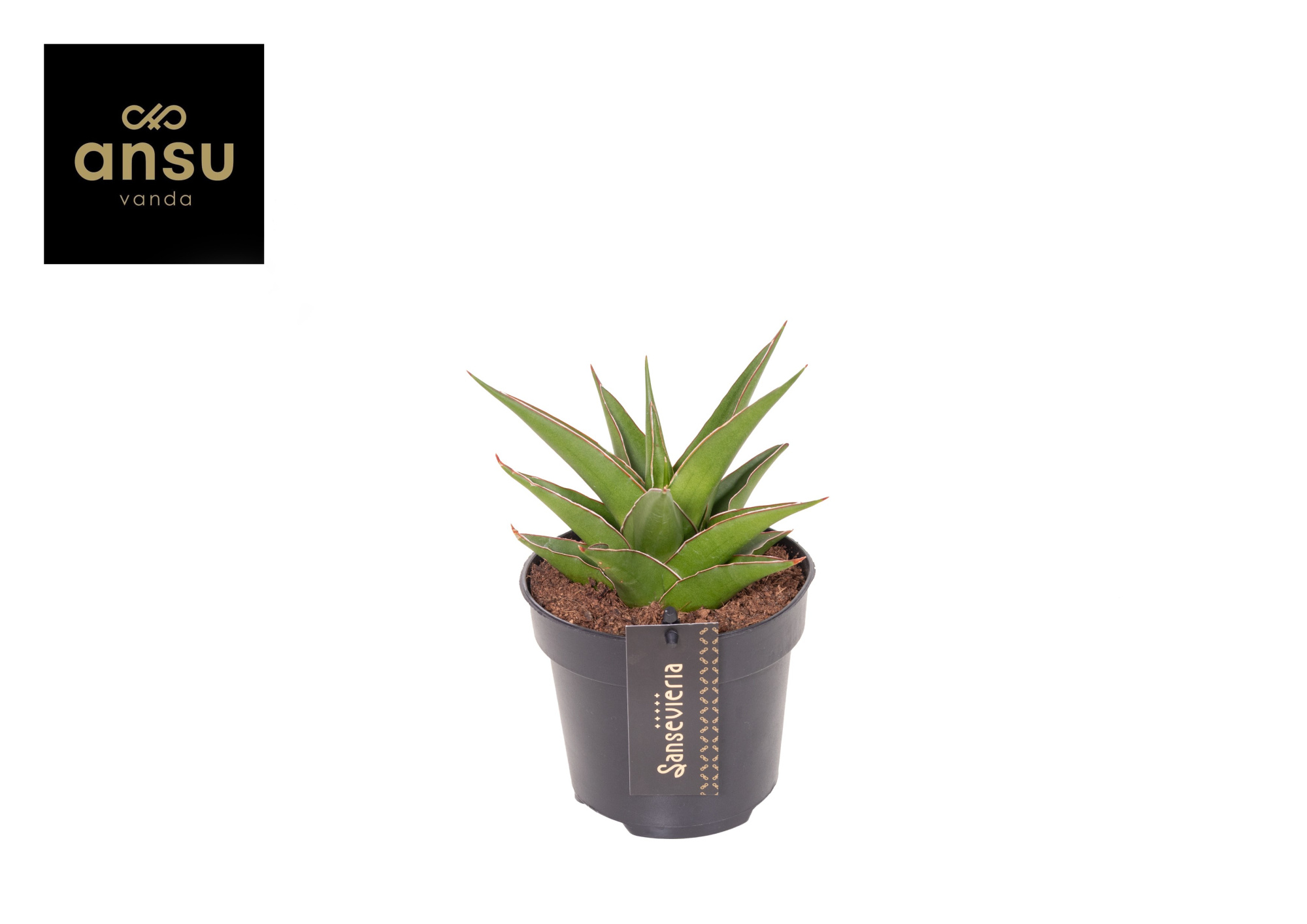 Sansevieria Comet Mini Amazon No. 1, D 12