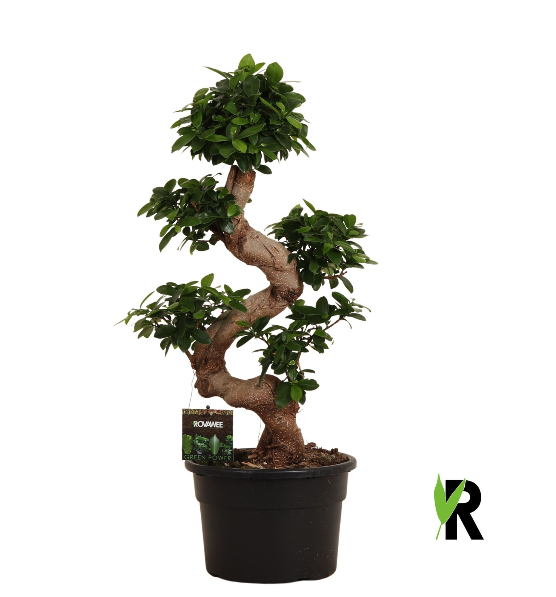 Ficus micr. S-type, D 23 cm